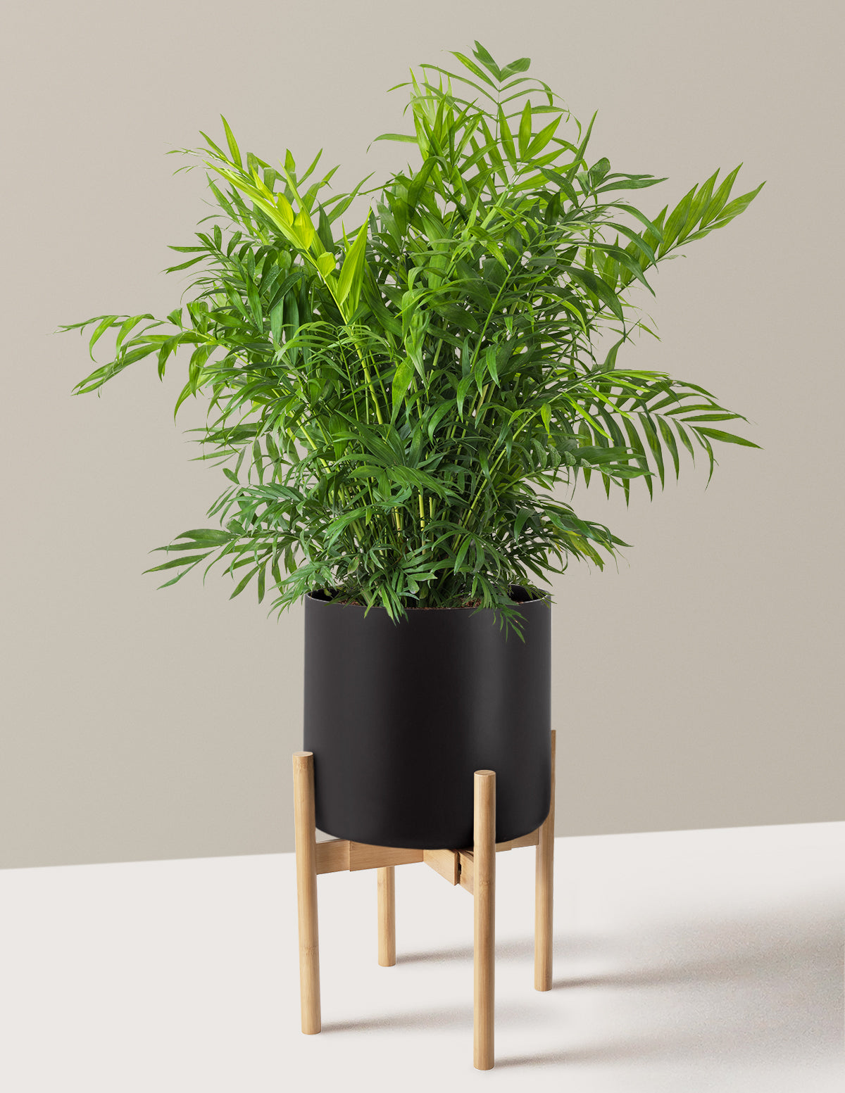 Parlor Palm (Salon Palmiyesi)