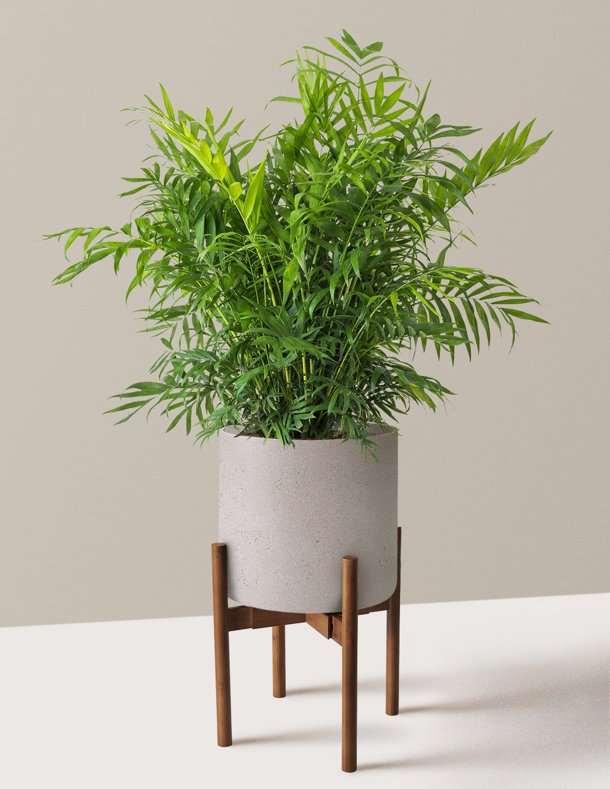 Parlor Palm (Salon Palmiyesi)