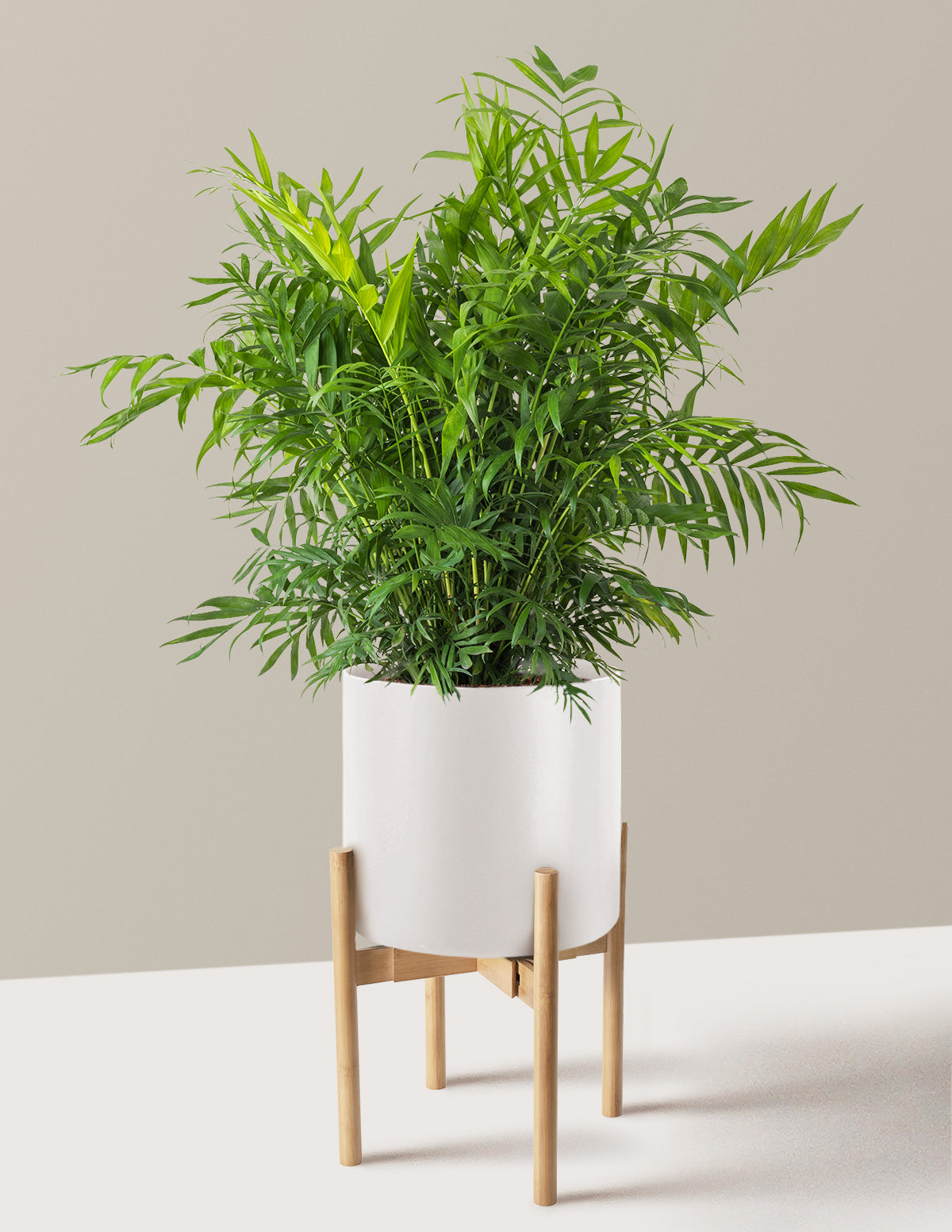 Parlor Palm (Salon Palmiyesi)