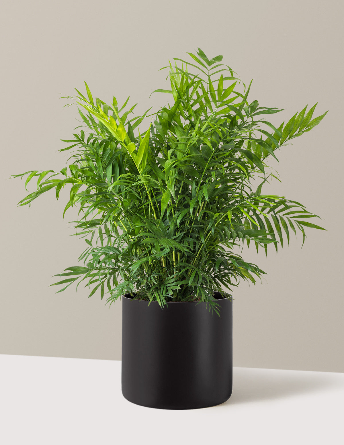 Parlor Palm (Salon Palmiyesi)