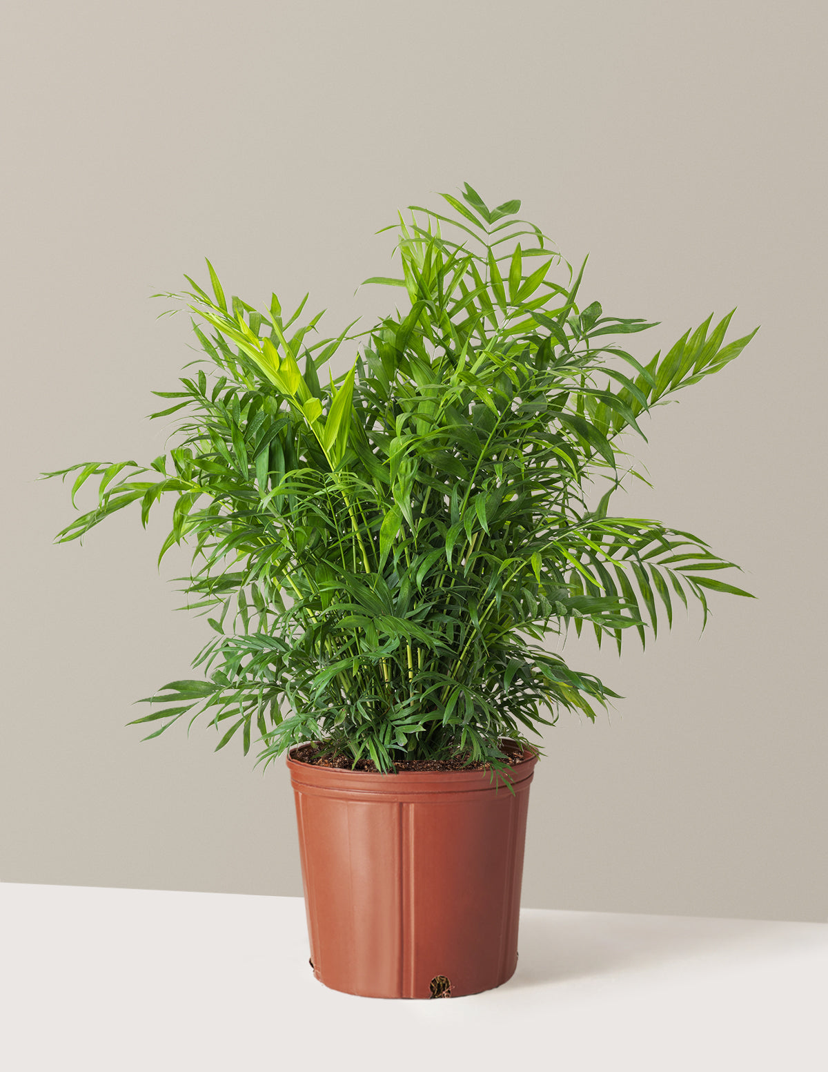 Parlor Palm (Salon Palmiyesi)