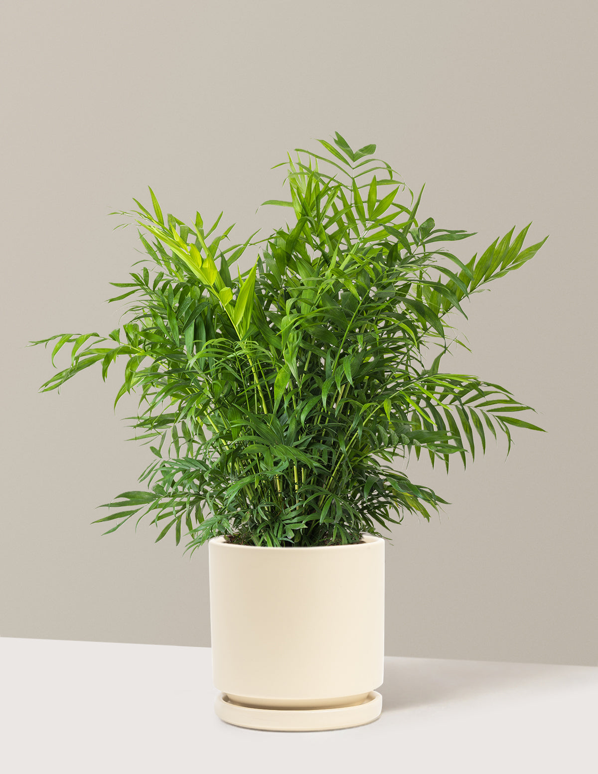 Parlor Palm (Salon Palmiyesi)