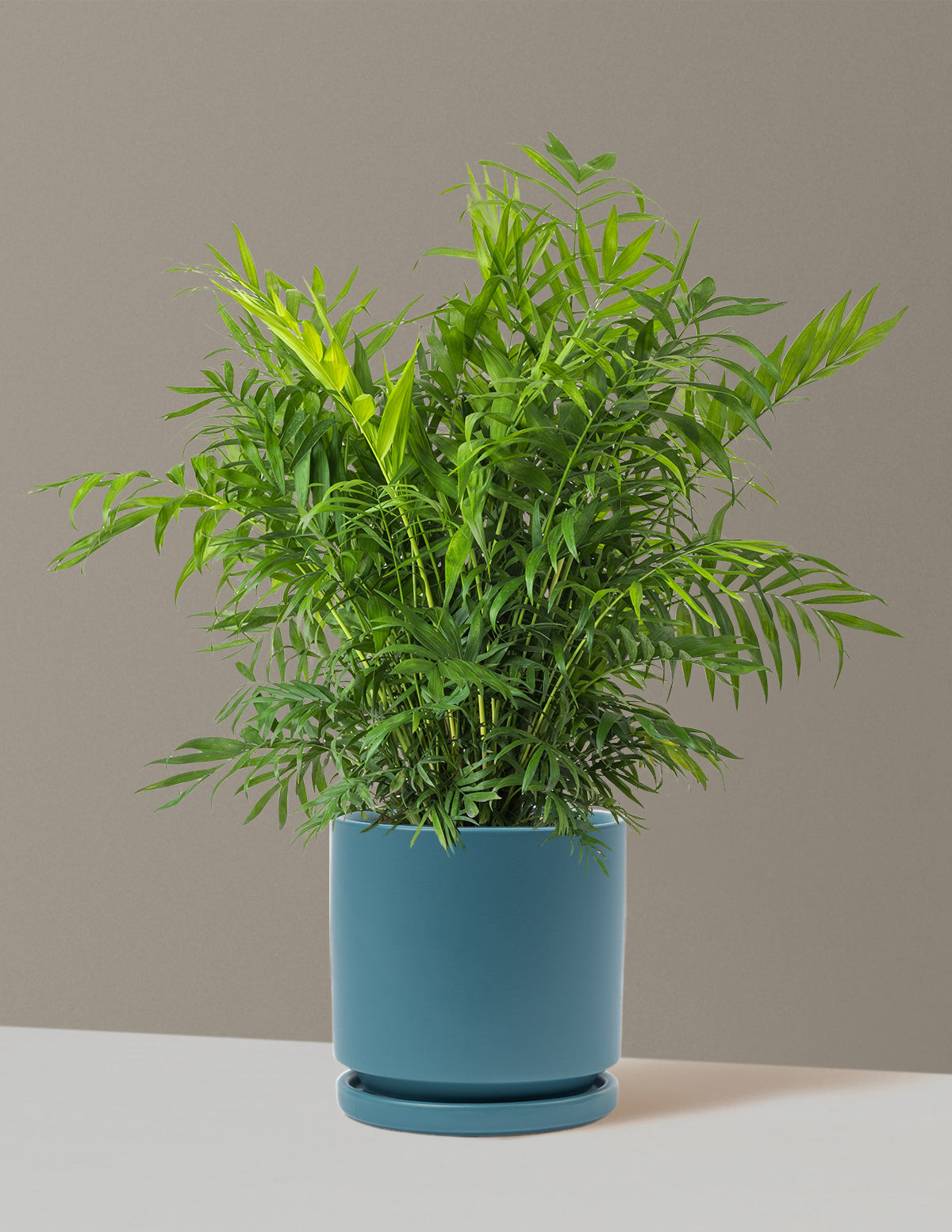 Parlor Palm (Salon Palmiyesi)
