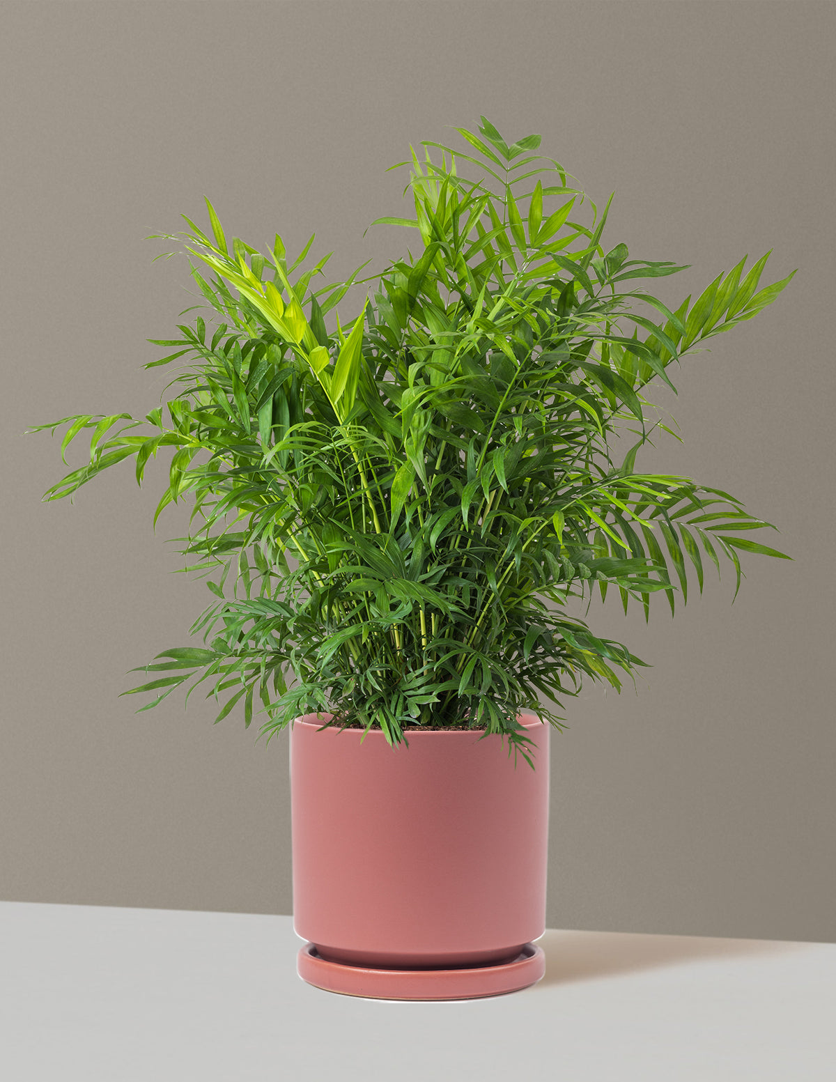 Parlor Palm (Salon Palmiyesi)