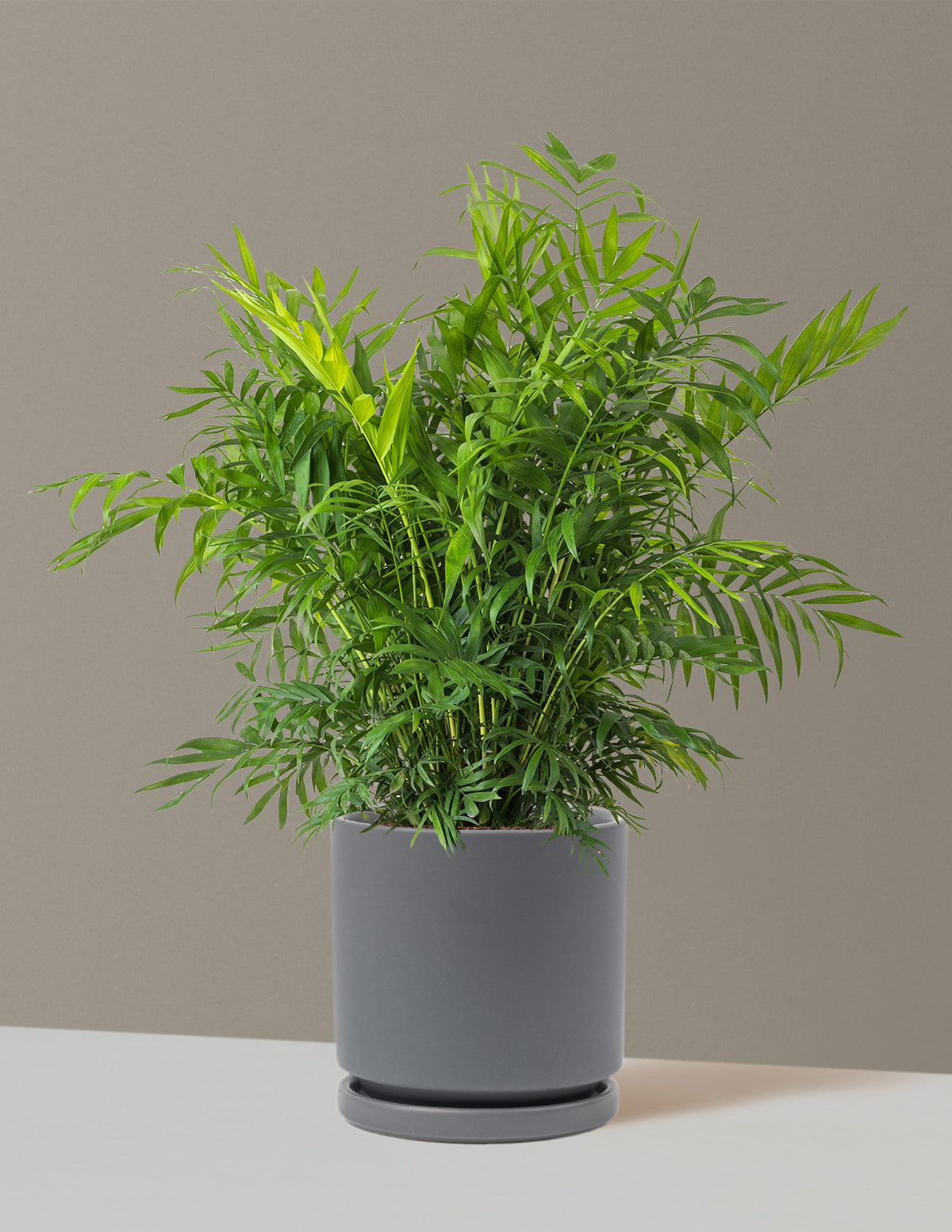Parlor Palm (Salon Palmiyesi)