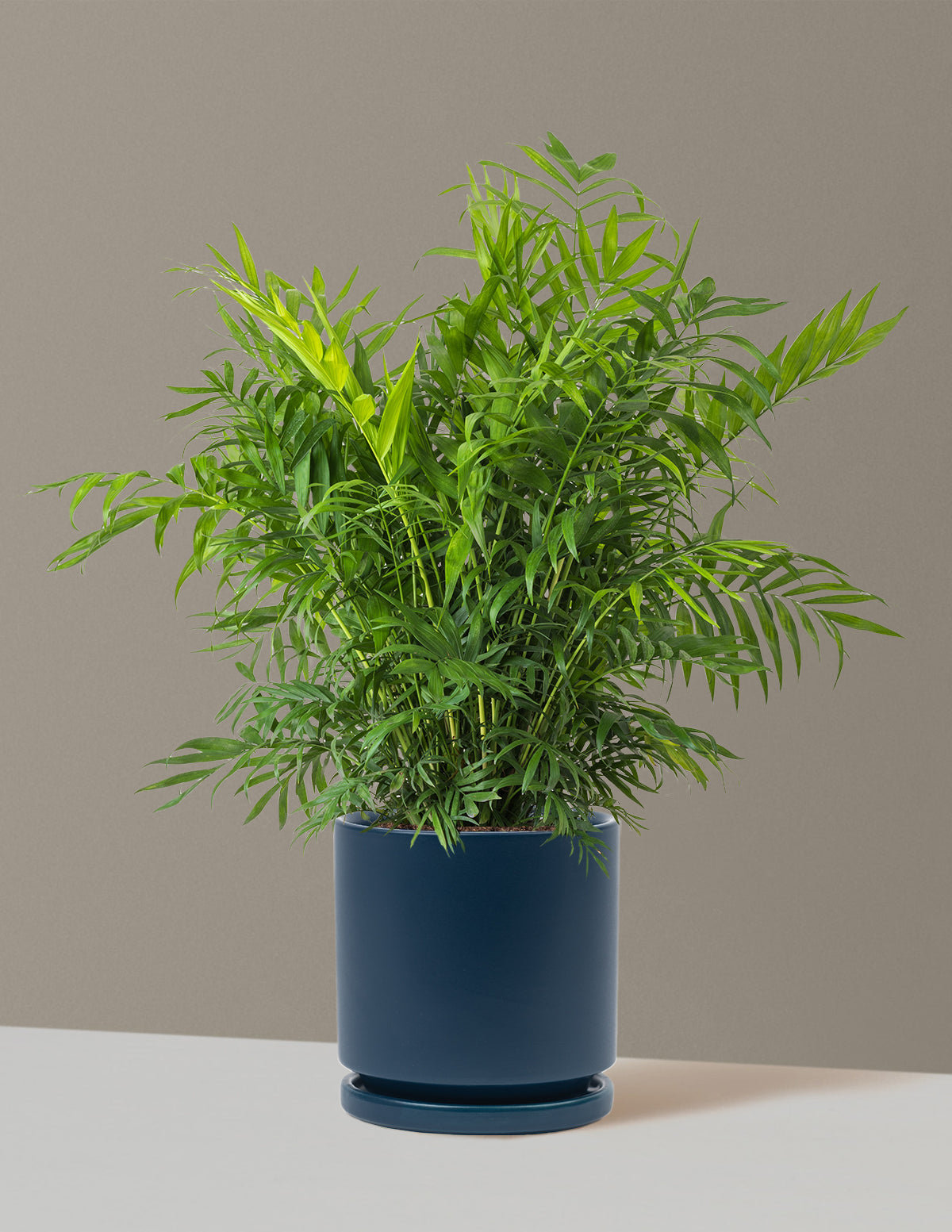 Parlor Palm (Salon Palmiyesi)