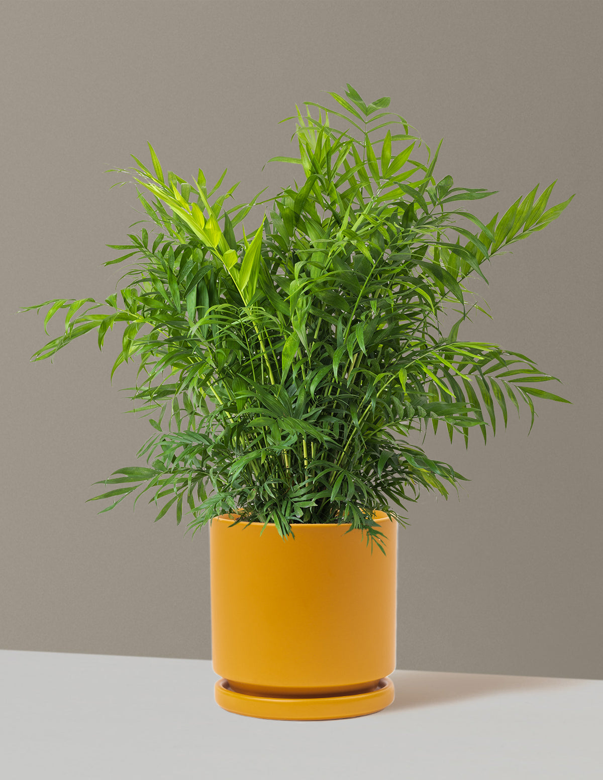 Parlor Palm (Salon Palmiyesi)