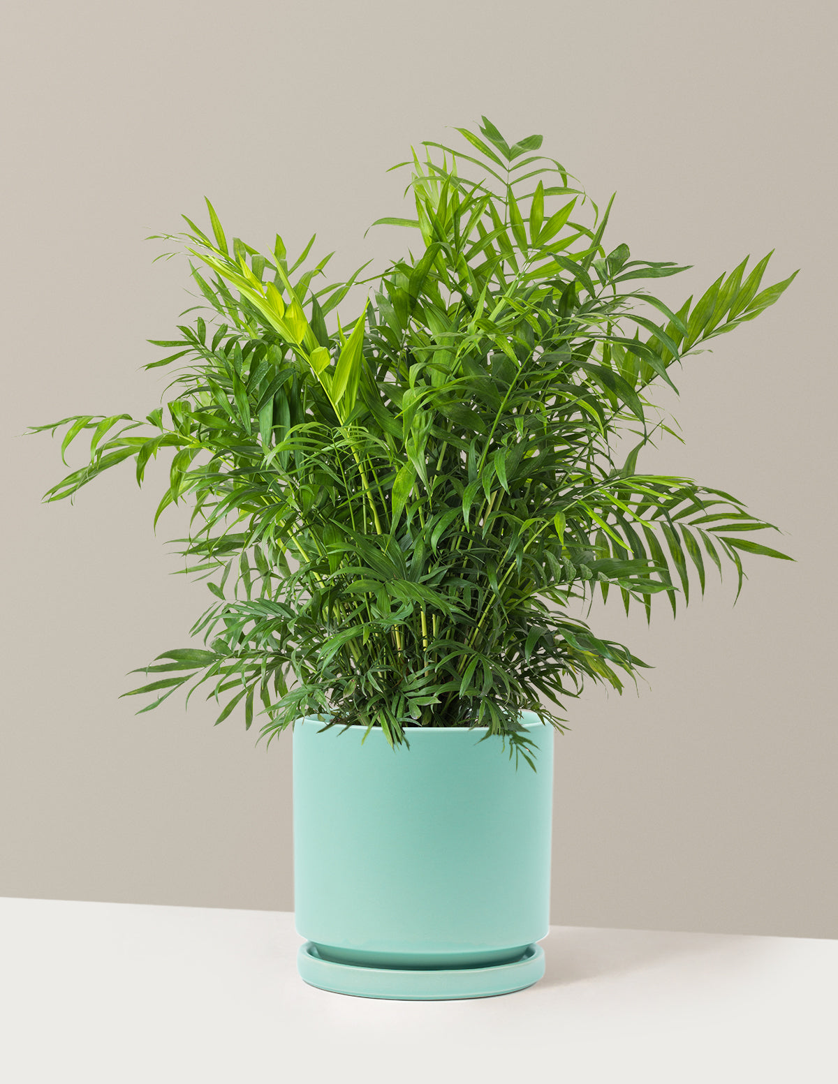 Parlor Palm (Salon Palmiyesi)