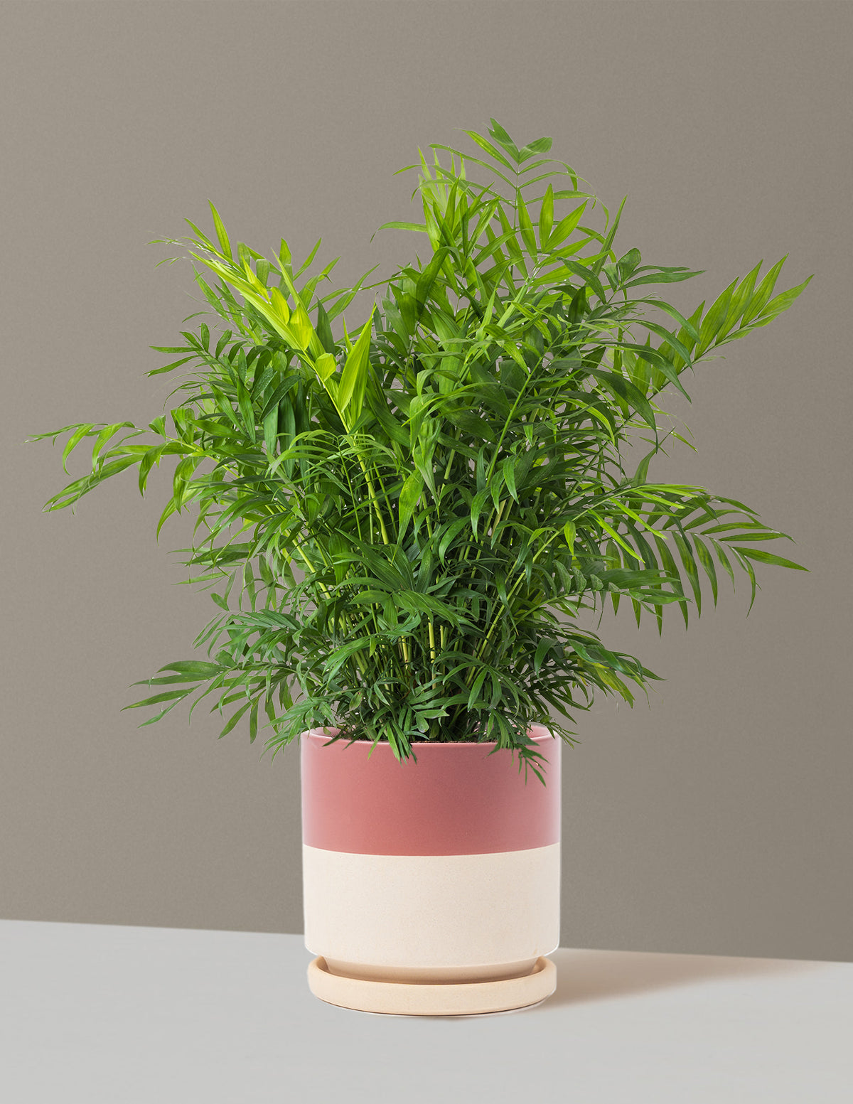 Parlor Palm (Salon Palmiyesi)