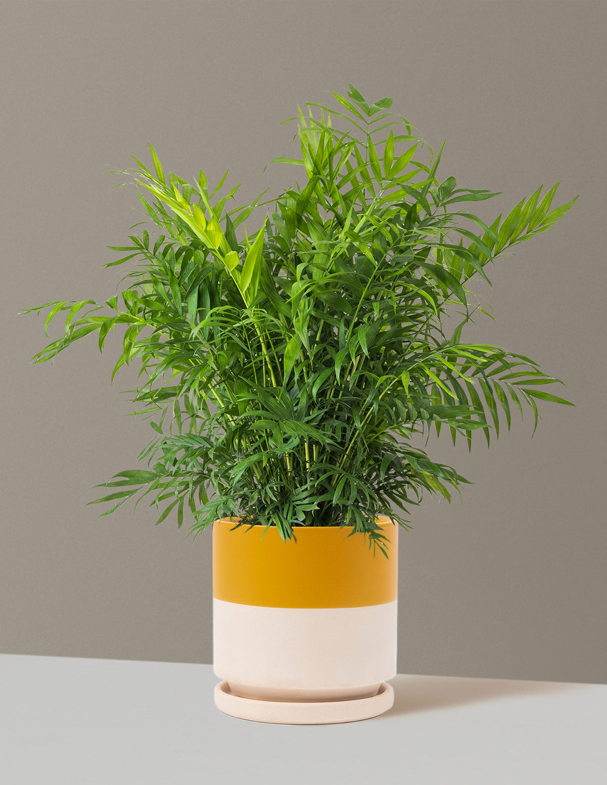 Parlor Palm (Salon Palmiyesi)