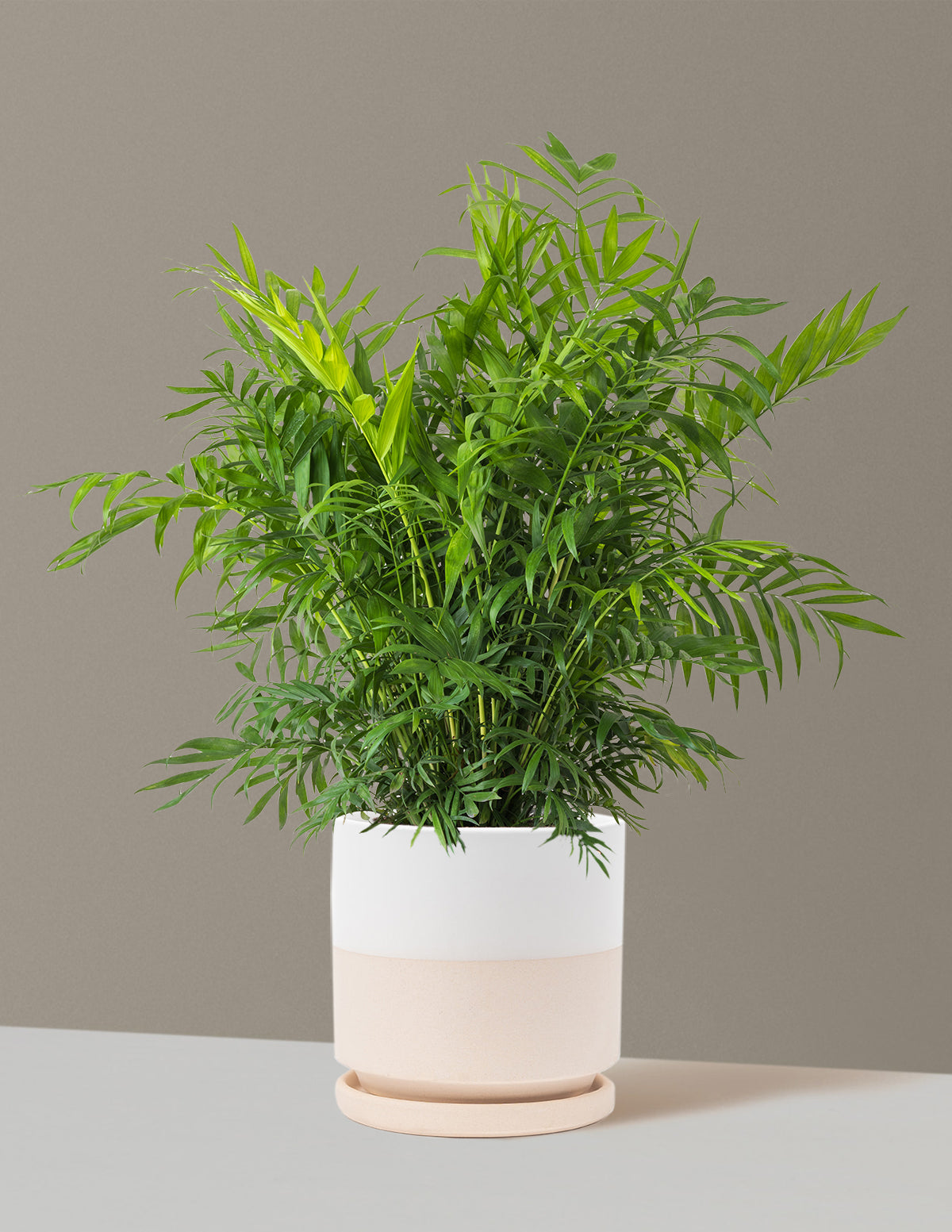 Parlor Palm (Salon Palmiyesi)