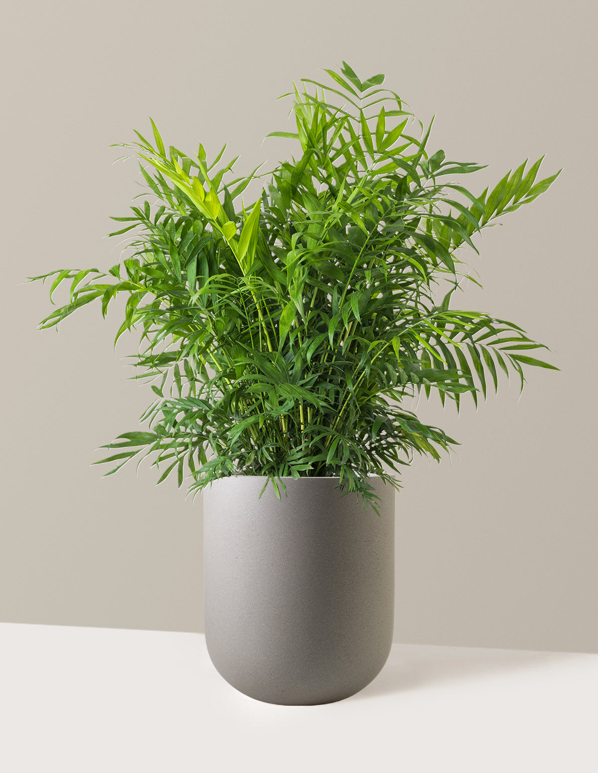 Parlor Palm (Salon Palmiyesi)