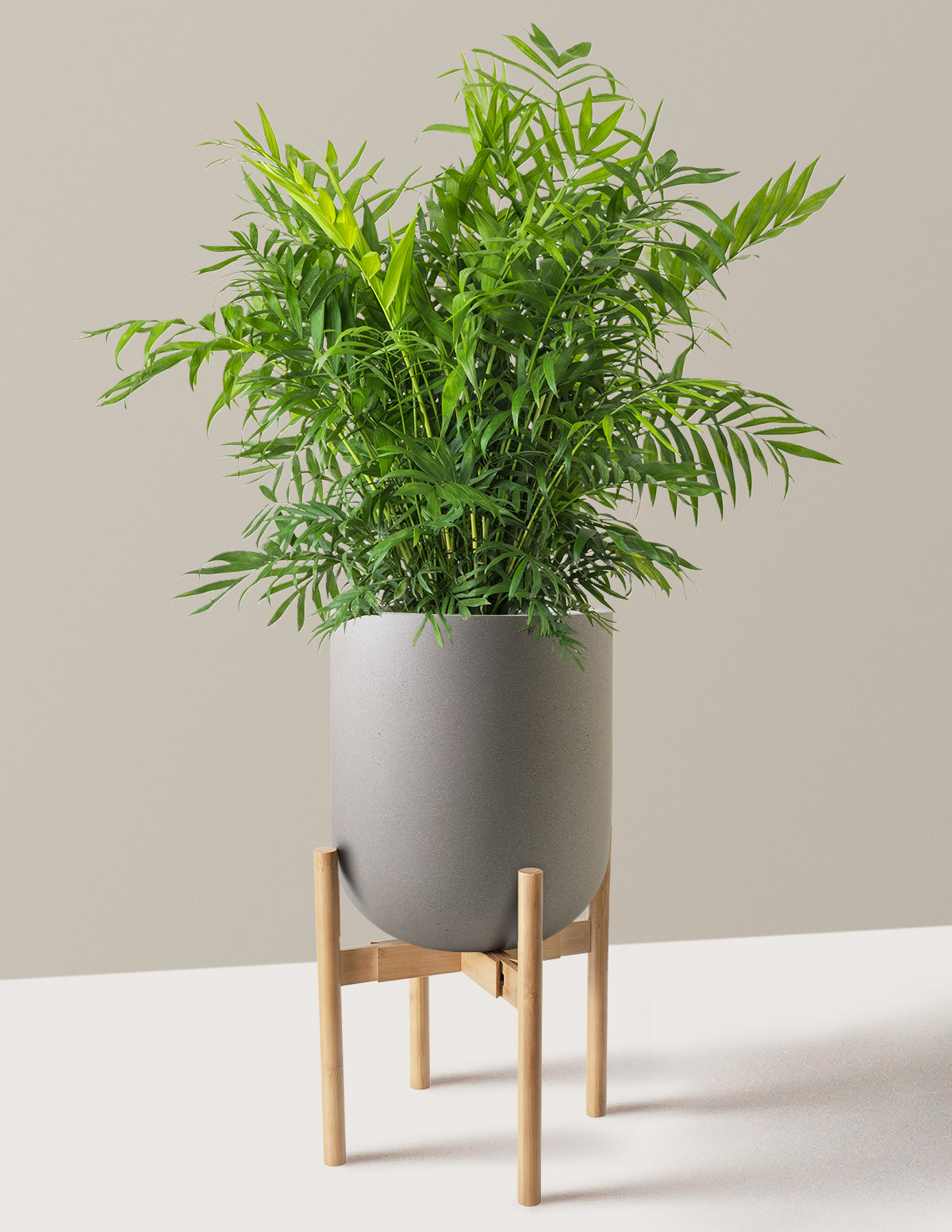 Parlor Palm (Salon Palmiyesi)