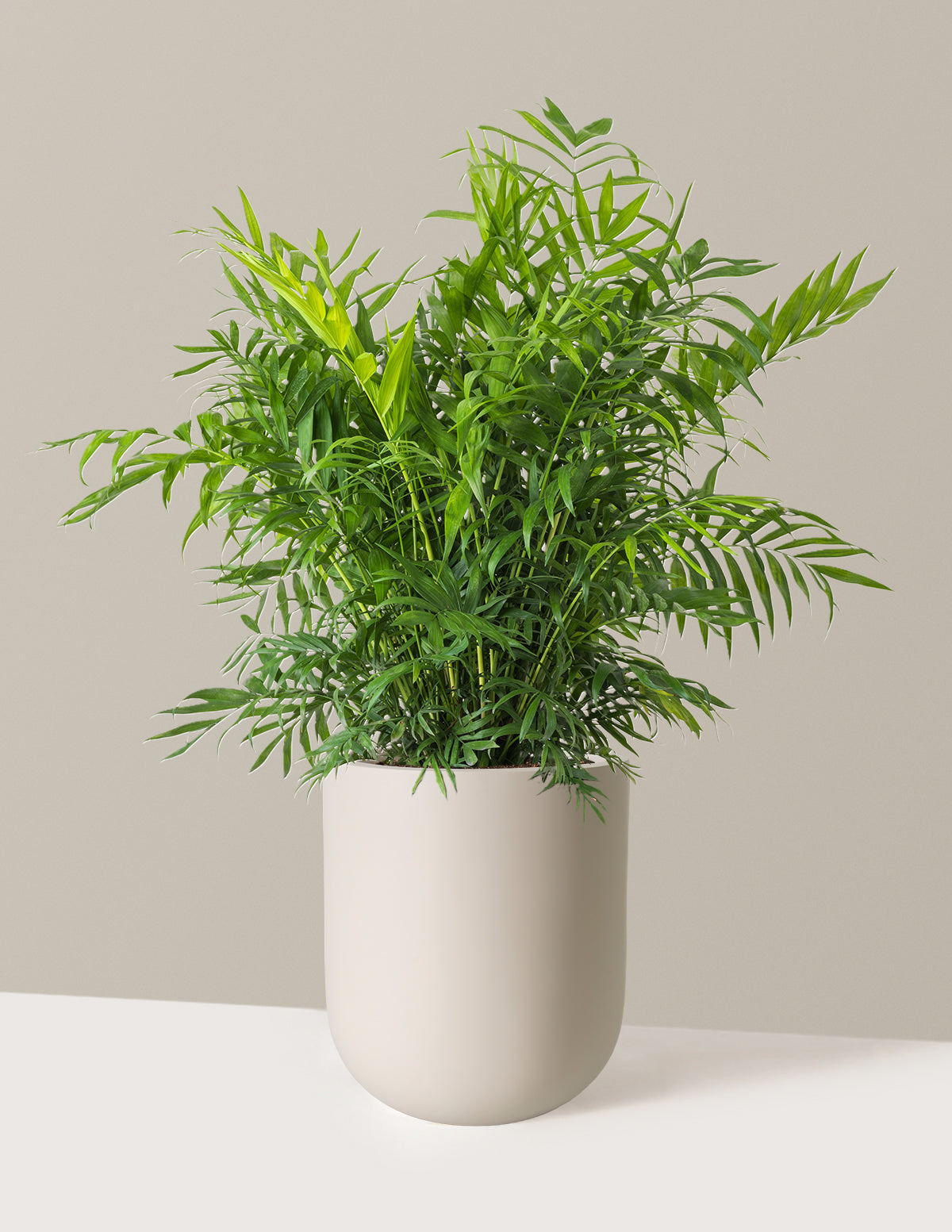 Parlor Palm (Salon Palmiyesi)