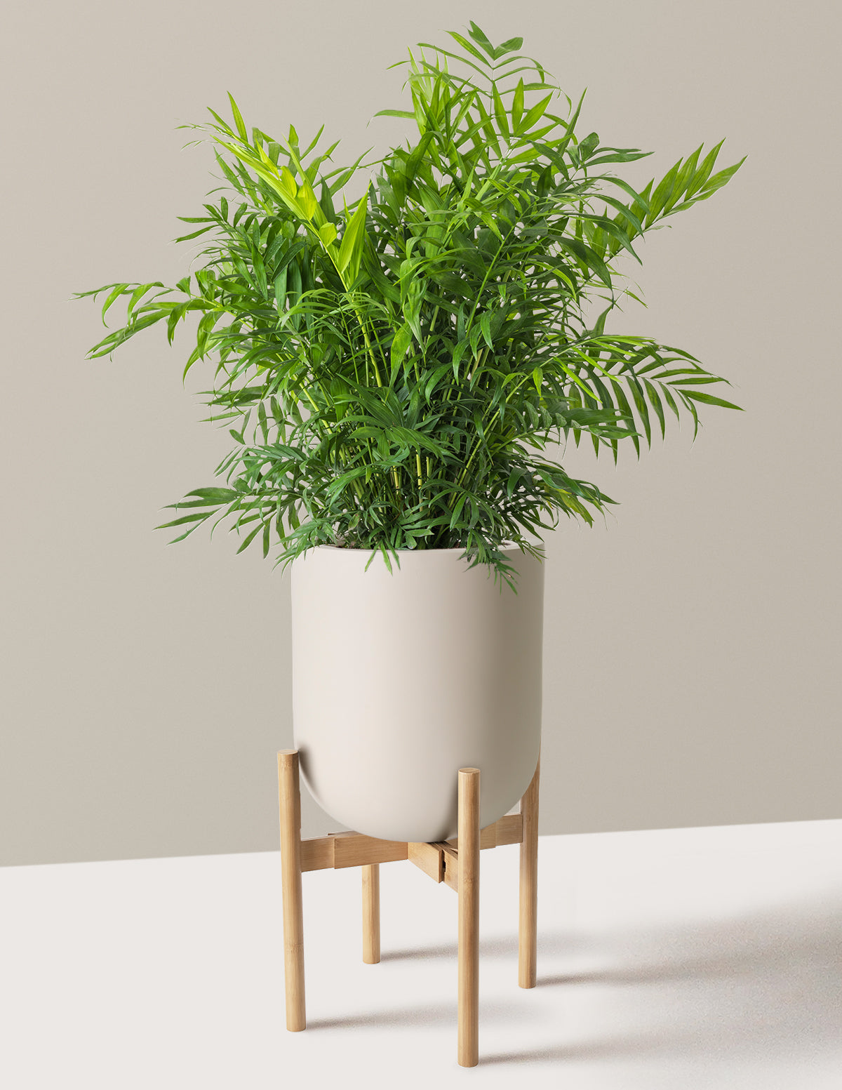 Parlor Palm (Salon Palmiyesi)