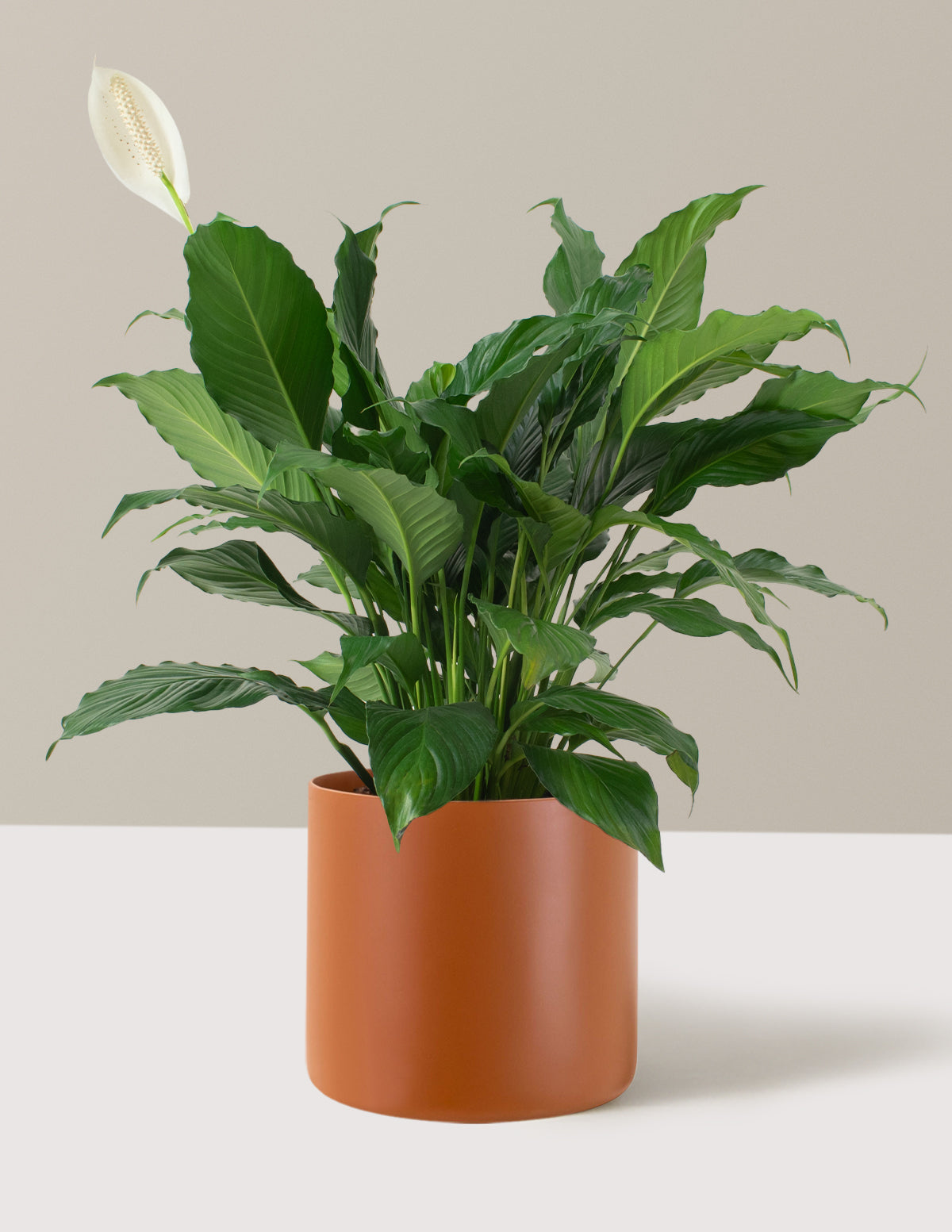 Barış Çiçeği (Peace Lily)