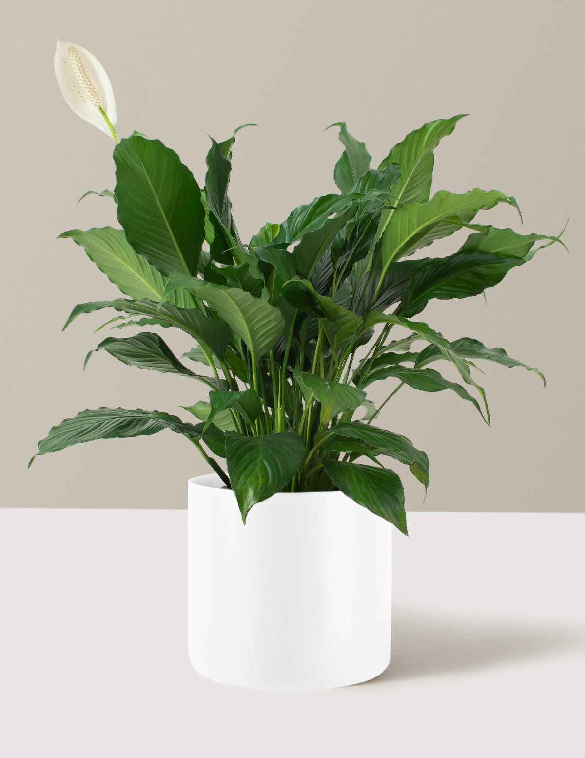 Barış Çiçeği (Peace Lily)