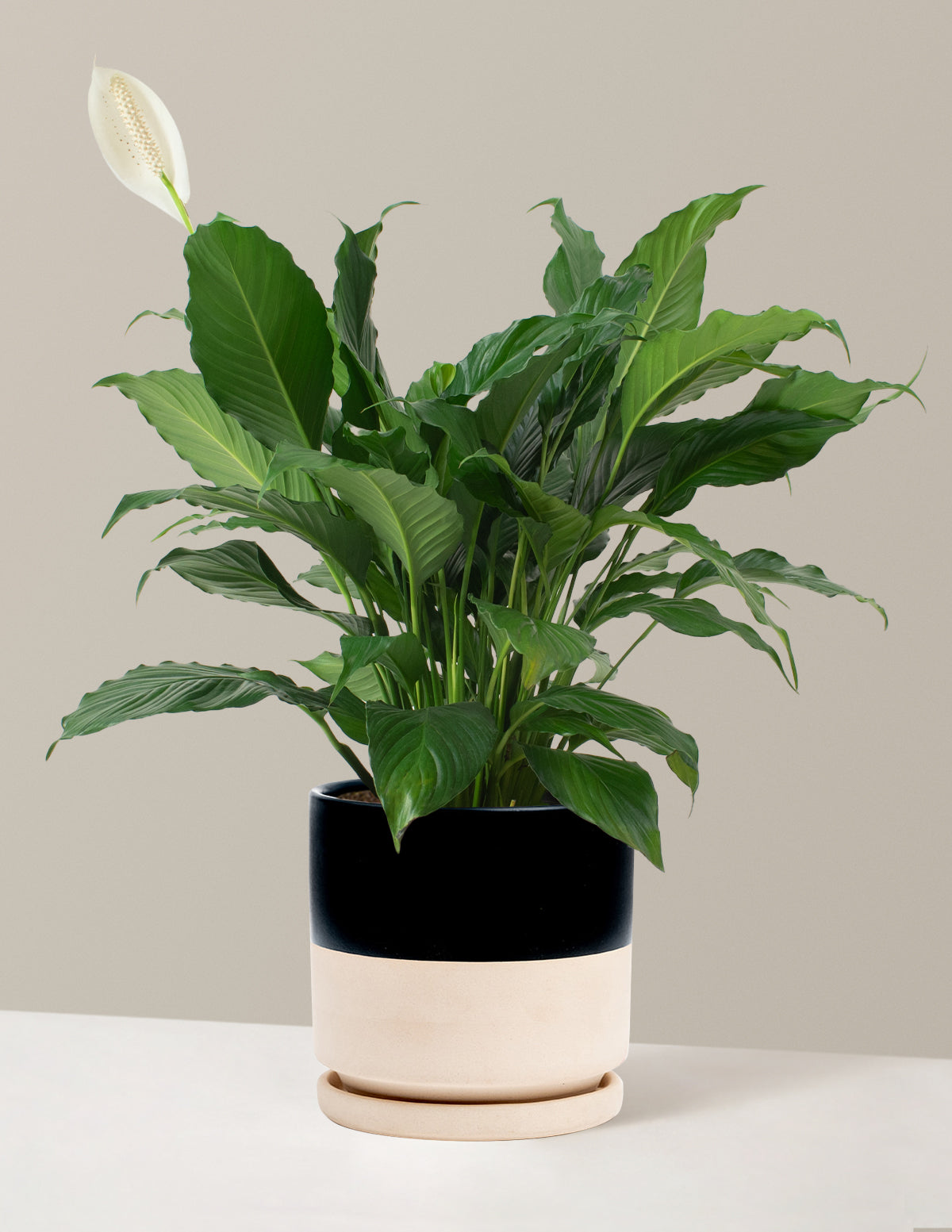 Barış Çiçeği (Peace Lily)