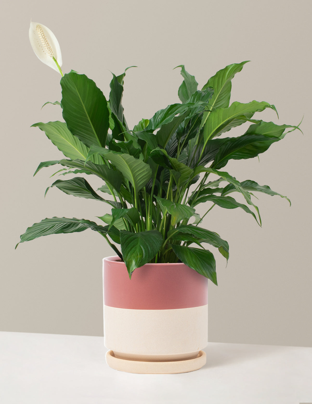 Barış Çiçeği (Peace Lily)