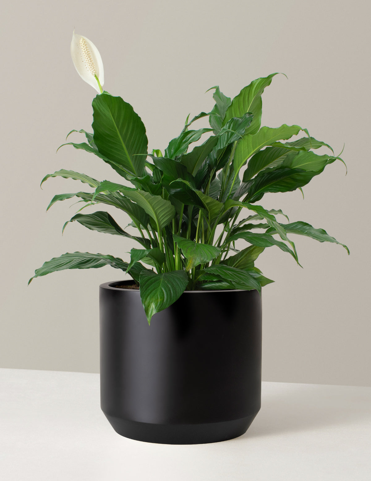 Barış Çiçeği (Peace Lily)