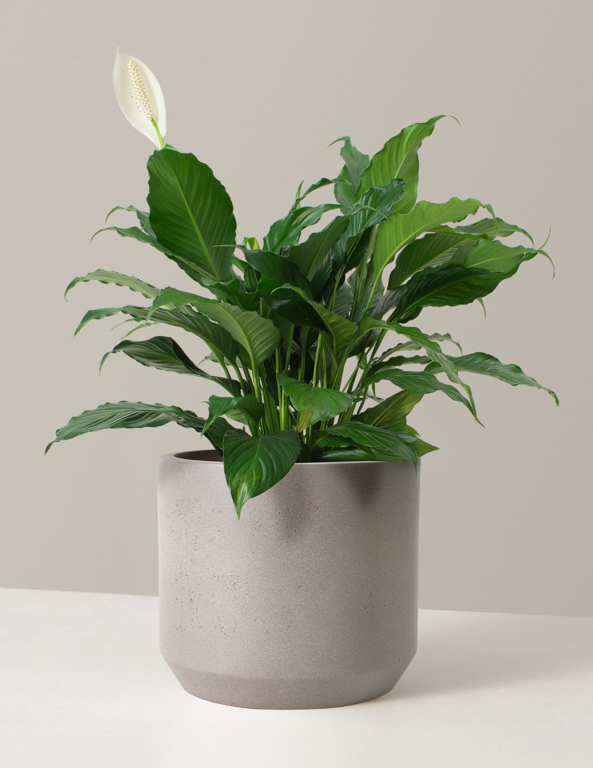Barış Çiçeği (Peace Lily)