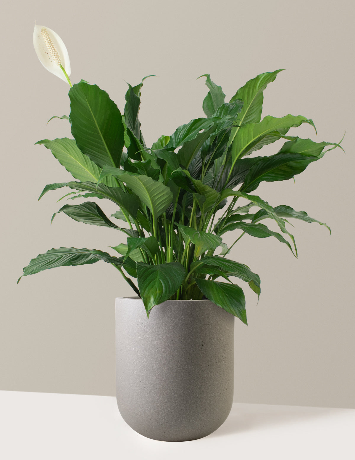 Barış Çiçeği (Peace Lily)