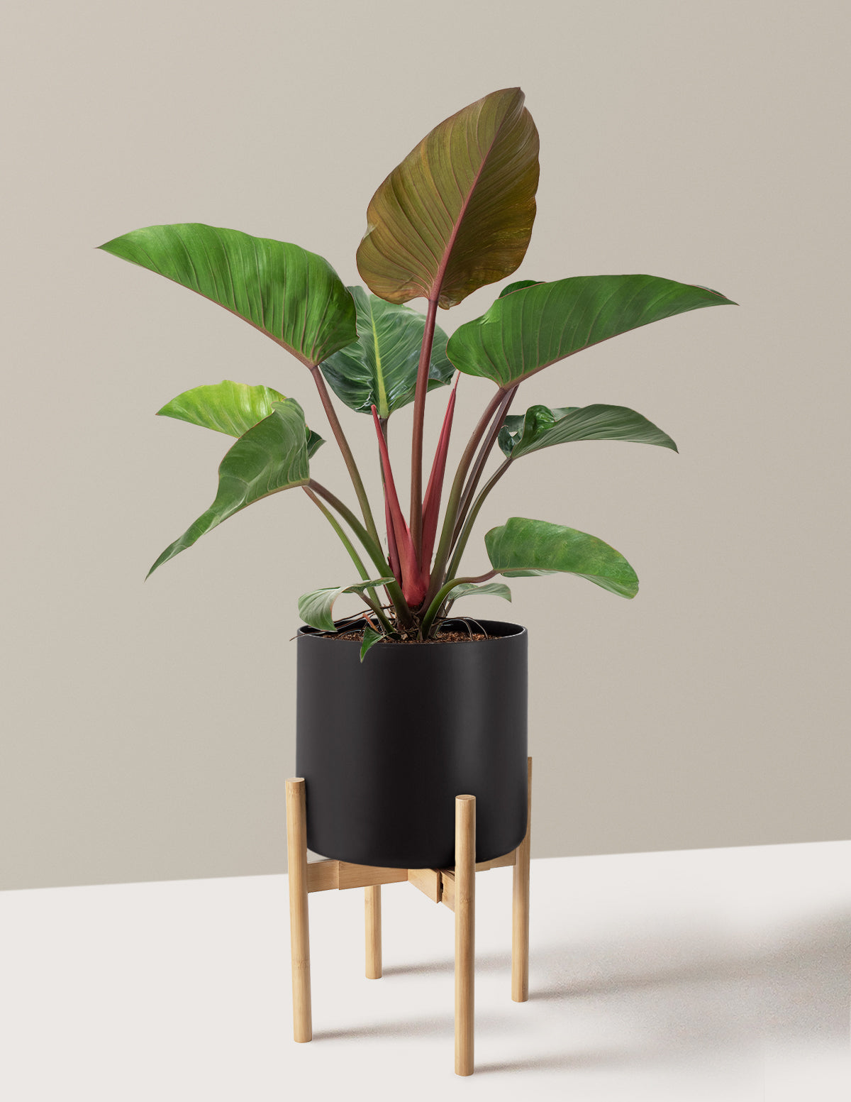 Büyük Boy Philodendron 'Rojo Congo'
