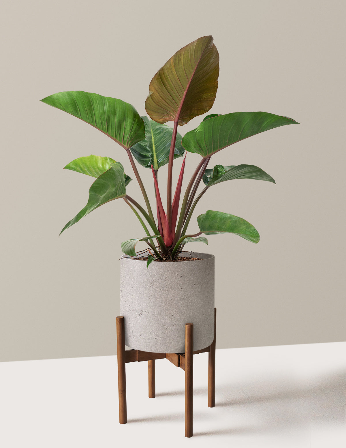 Büyük Boy Philodendron 'Rojo Congo'