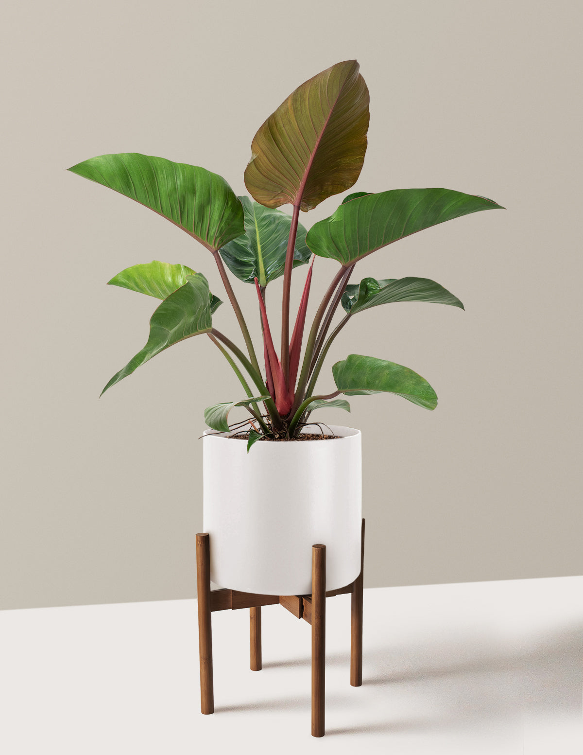 Büyük Boy Philodendron 'Rojo Congo'