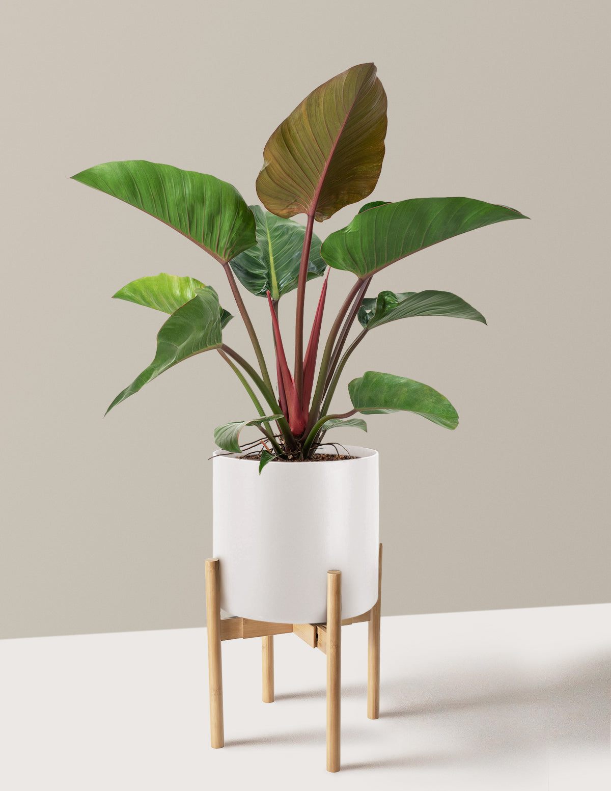 Büyük Boy Philodendron 'Rojo Congo'