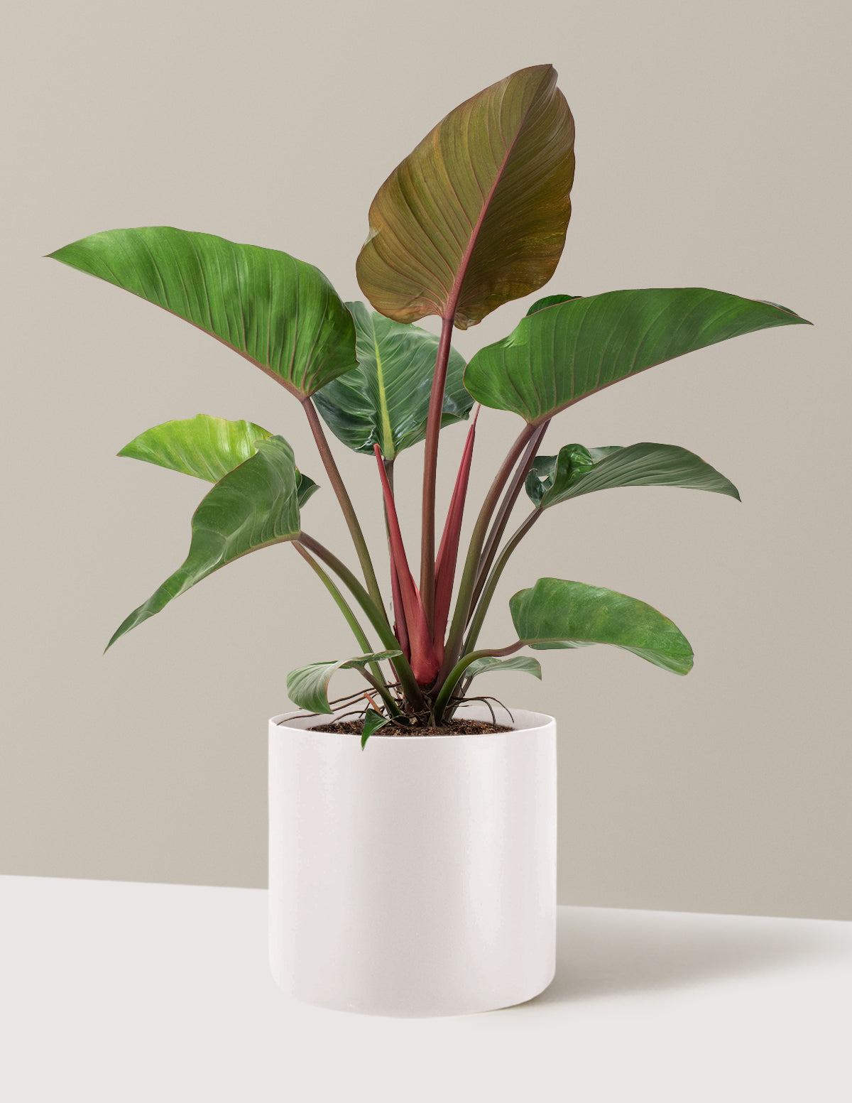 Büyük Boy Philodendron 'Rojo Congo'