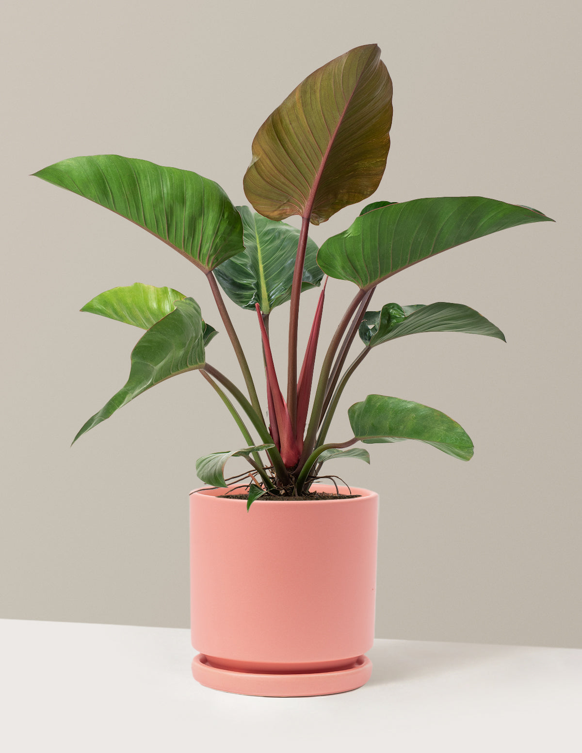 Büyük Boy Philodendron 'Rojo Congo'