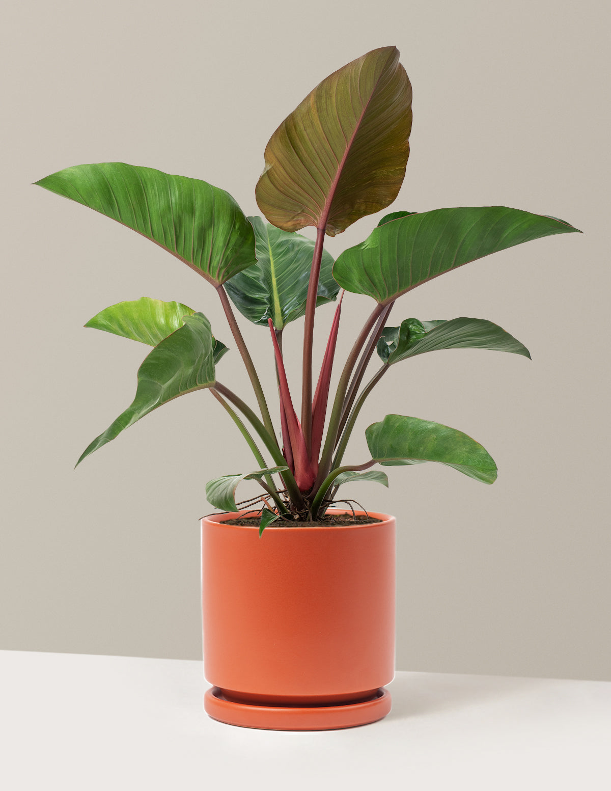 Büyük Boy Philodendron 'Rojo Congo'