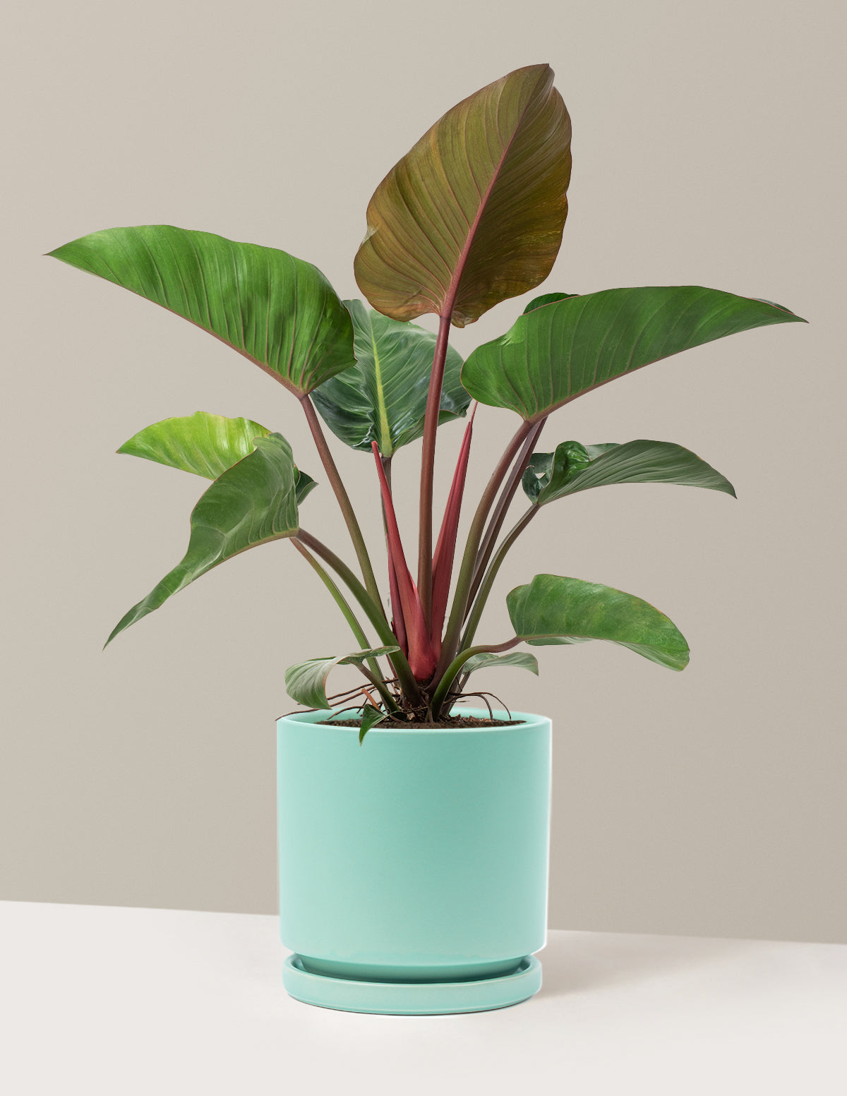Büyük Boy Philodendron 'Rojo Congo'