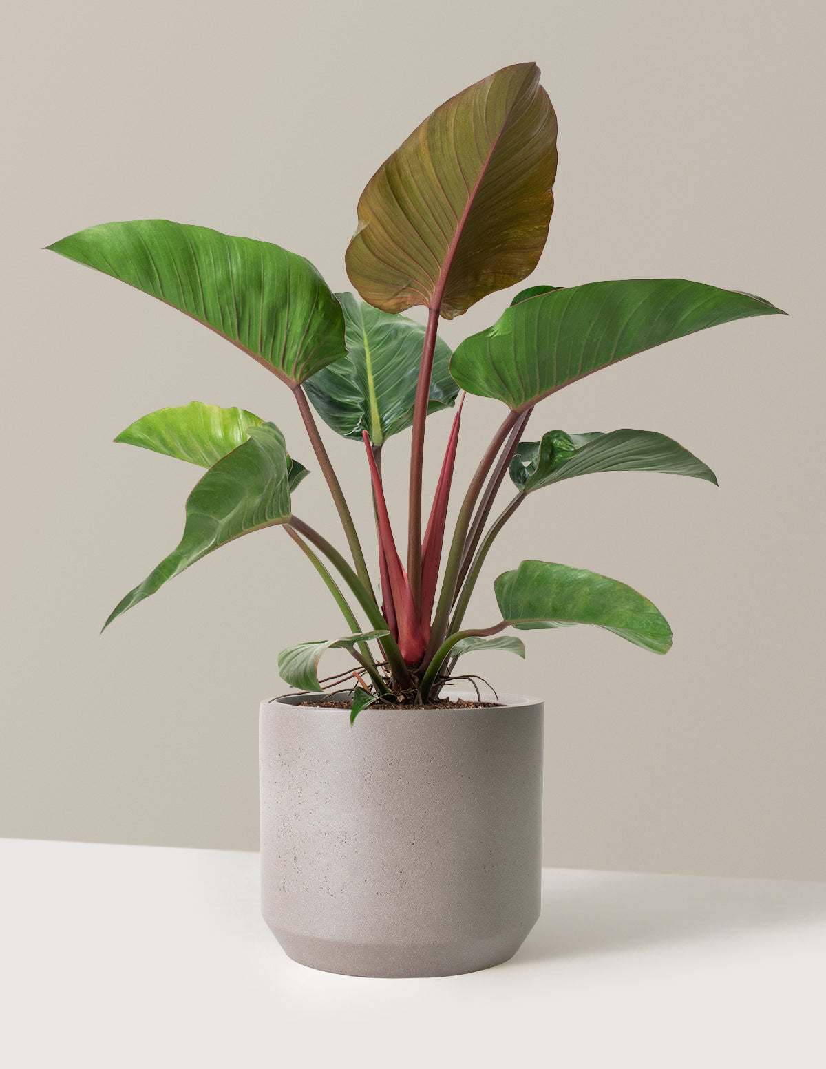 Büyük Boy Philodendron 'Rojo Congo'