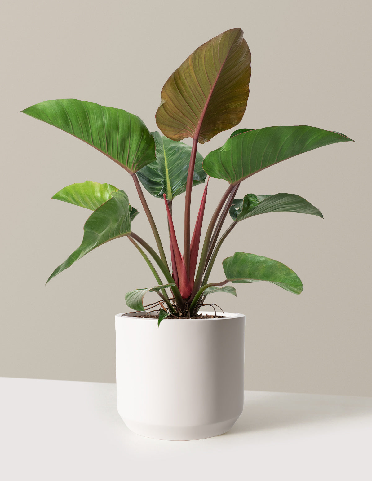 Büyük Boy Philodendron 'Rojo Congo'