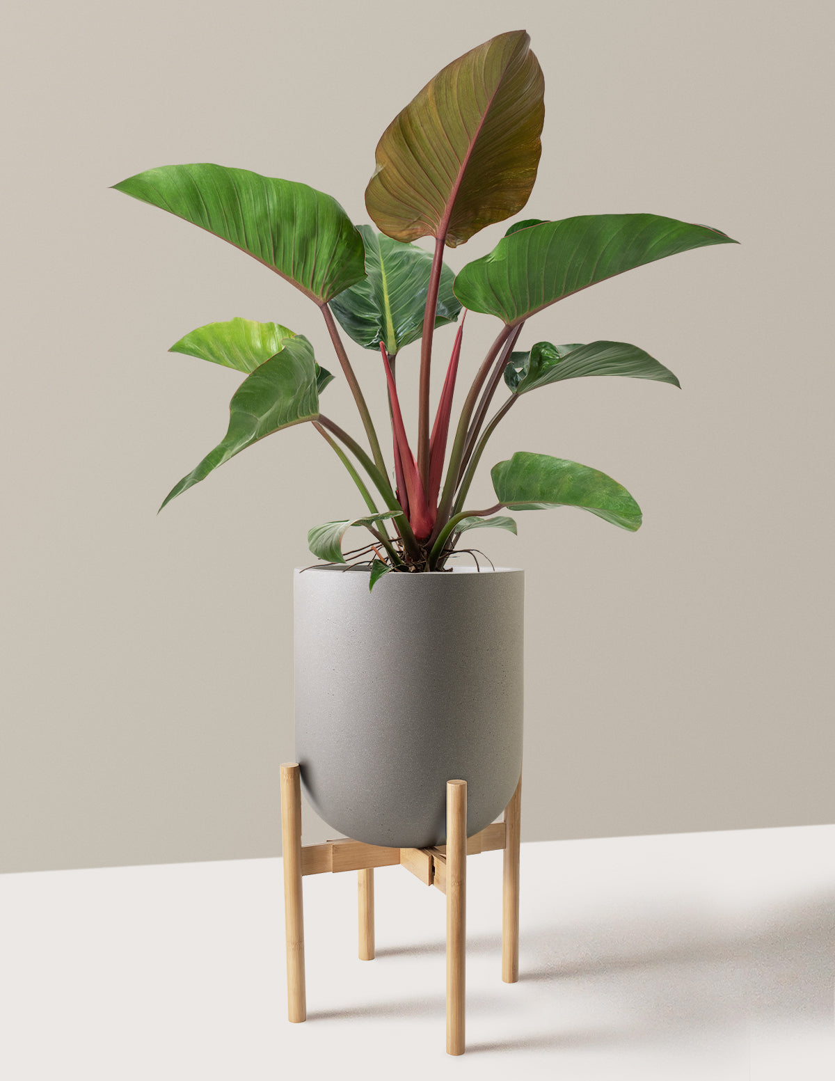 Büyük Boy Philodendron 'Rojo Congo'