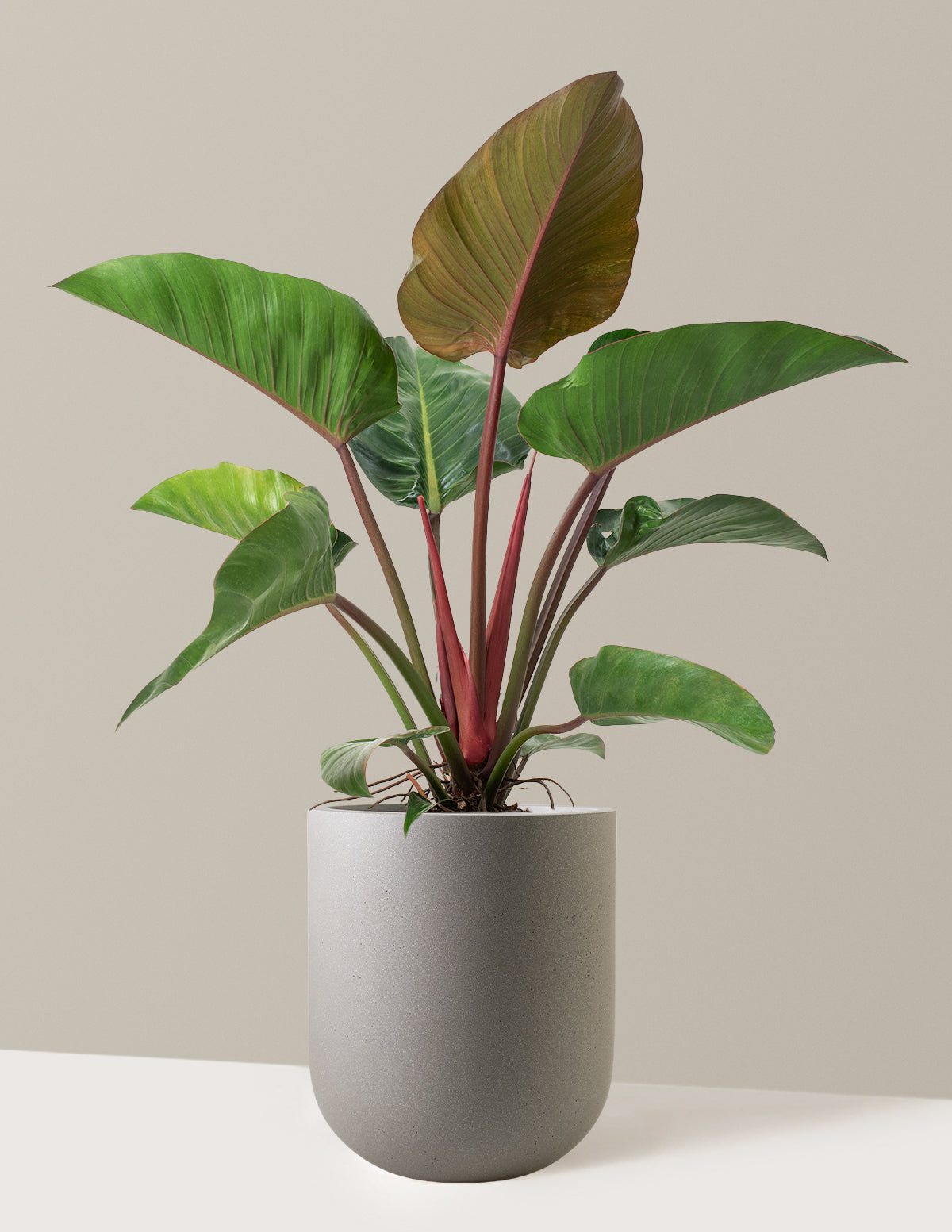 Büyük Boy Philodendron 'Rojo Congo'