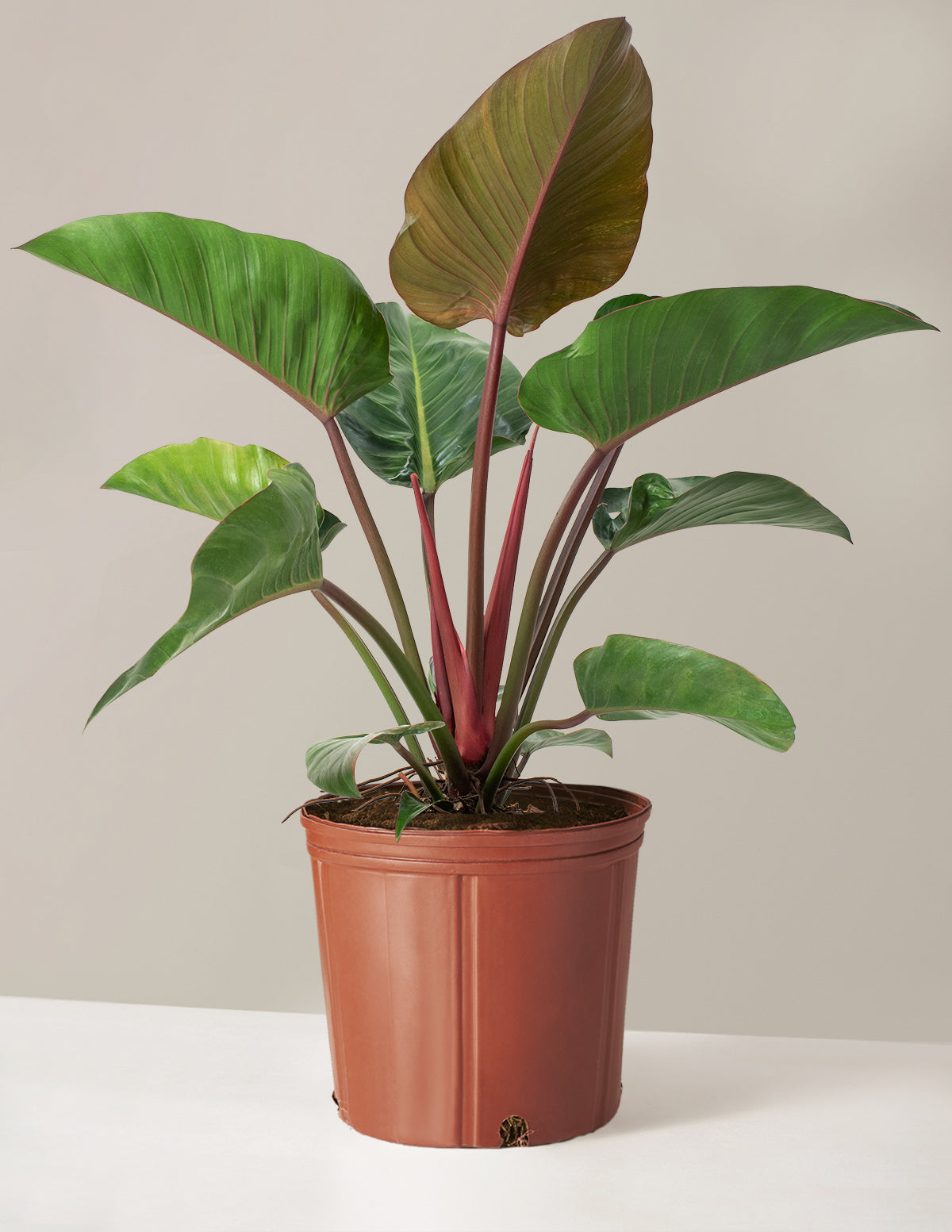 Büyük Boy Philodendron 'Rojo Congo'