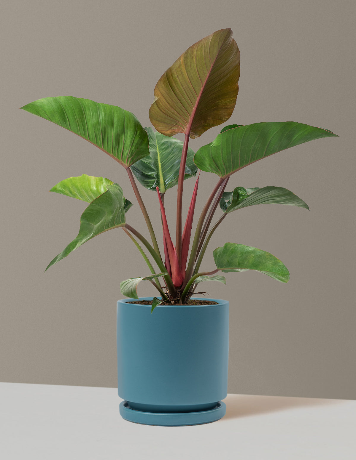 Büyük Boy Philodendron 'Rojo Congo'