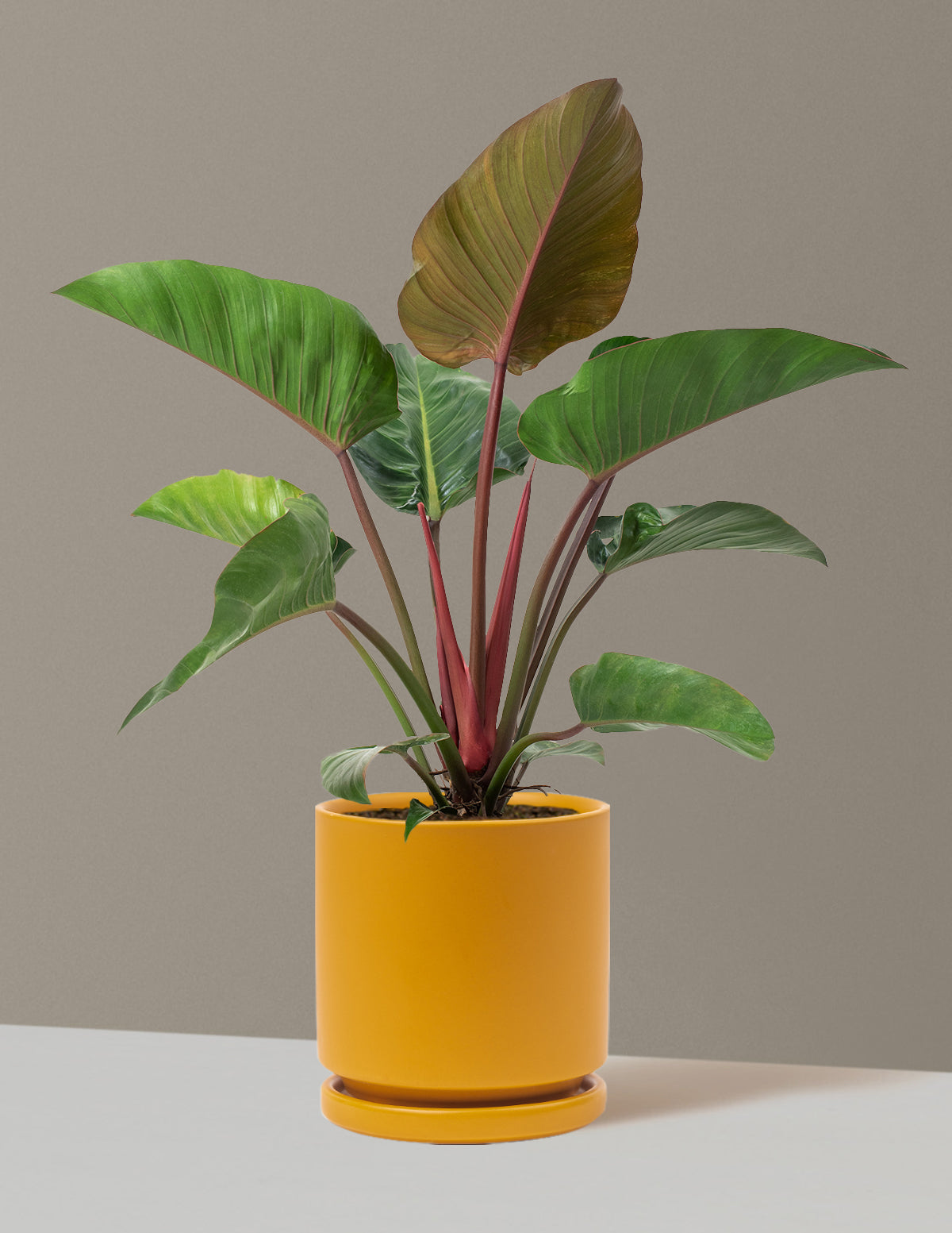 Büyük Boy Philodendron 'Rojo Congo'