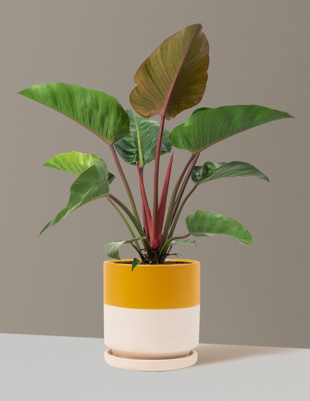 Büyük Boy Philodendron 'Rojo Congo'