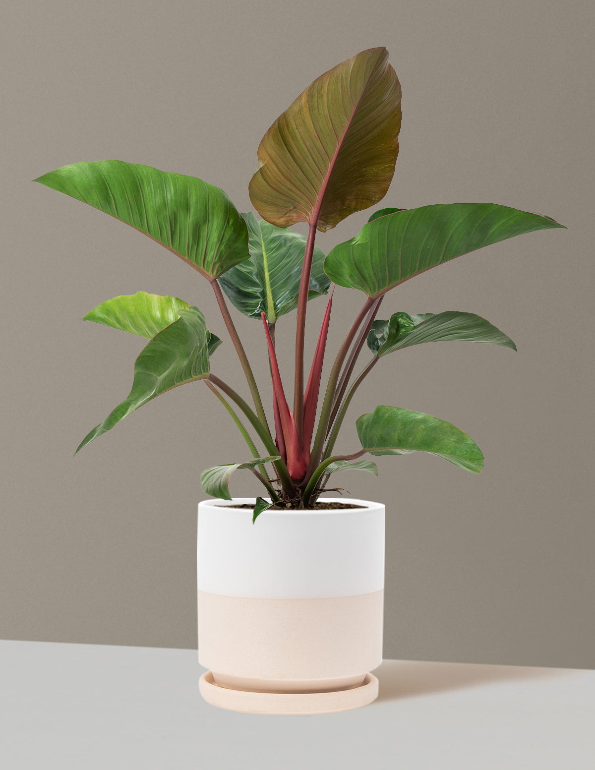 Büyük Boy Philodendron 'Rojo Congo'