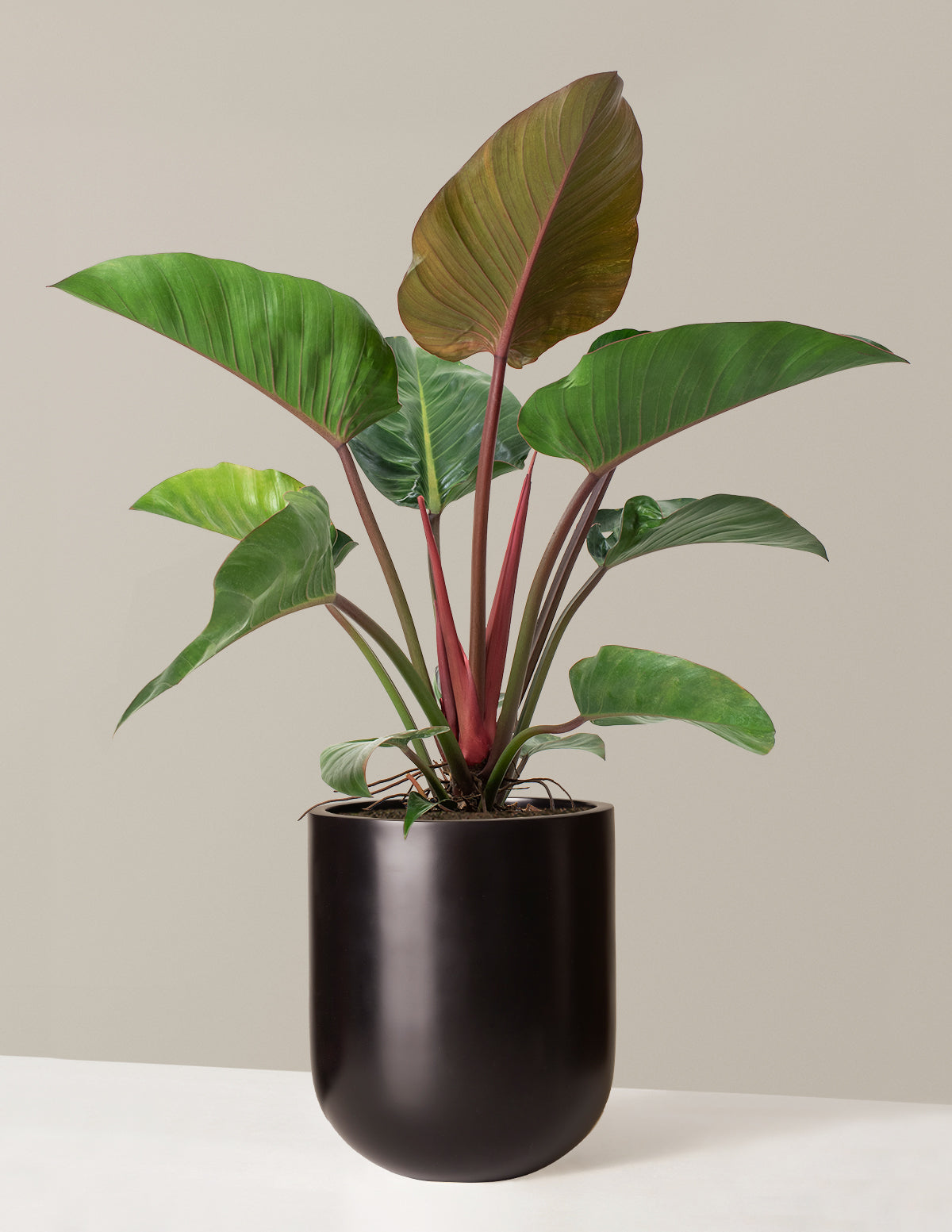 Büyük Boy Philodendron 'Rojo Congo'