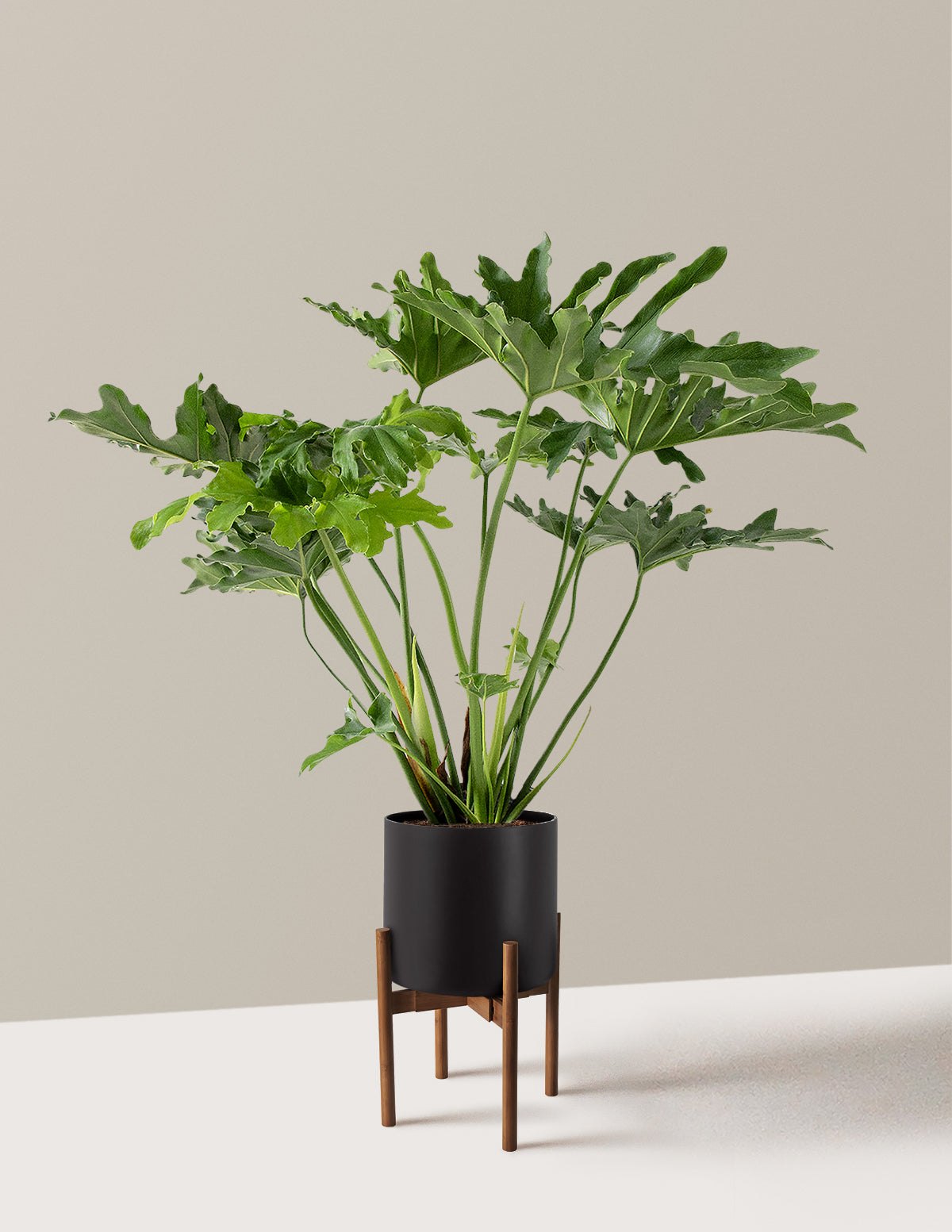 Büyük Philodendron Selloum Hope
