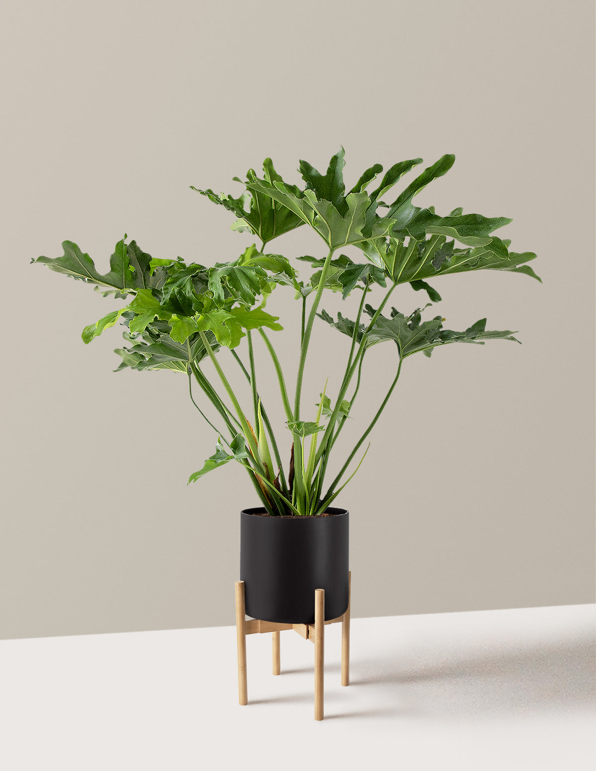 Büyük Philodendron Selloum Hope