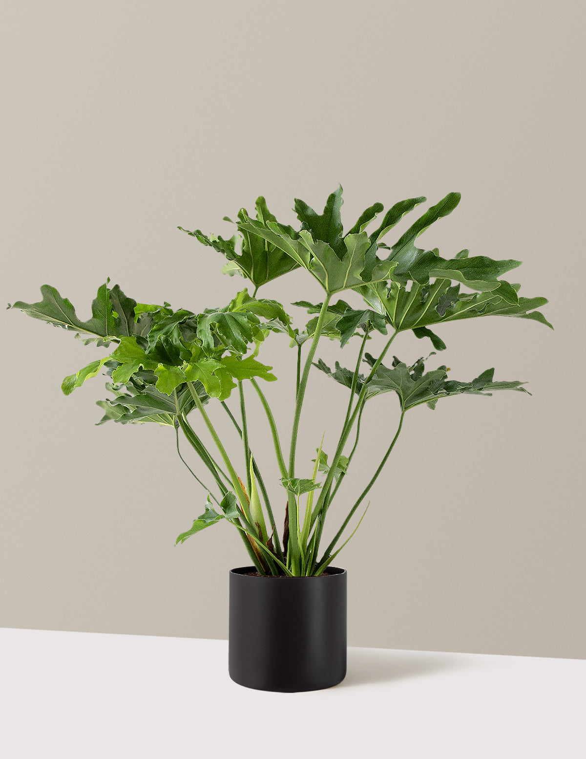 Büyük Philodendron Selloum Hope