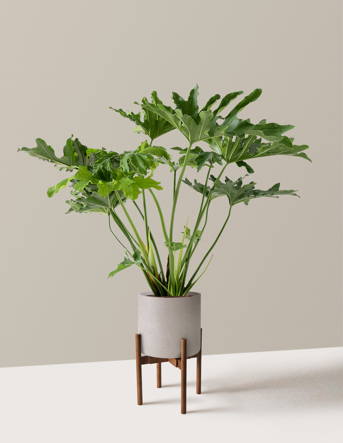 Büyük Philodendron Selloum Hope