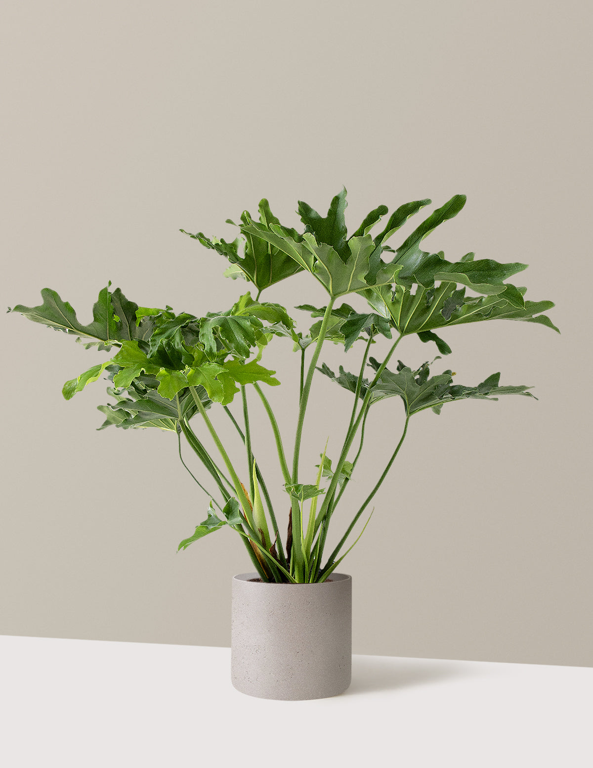 Büyük Philodendron Selloum Hope