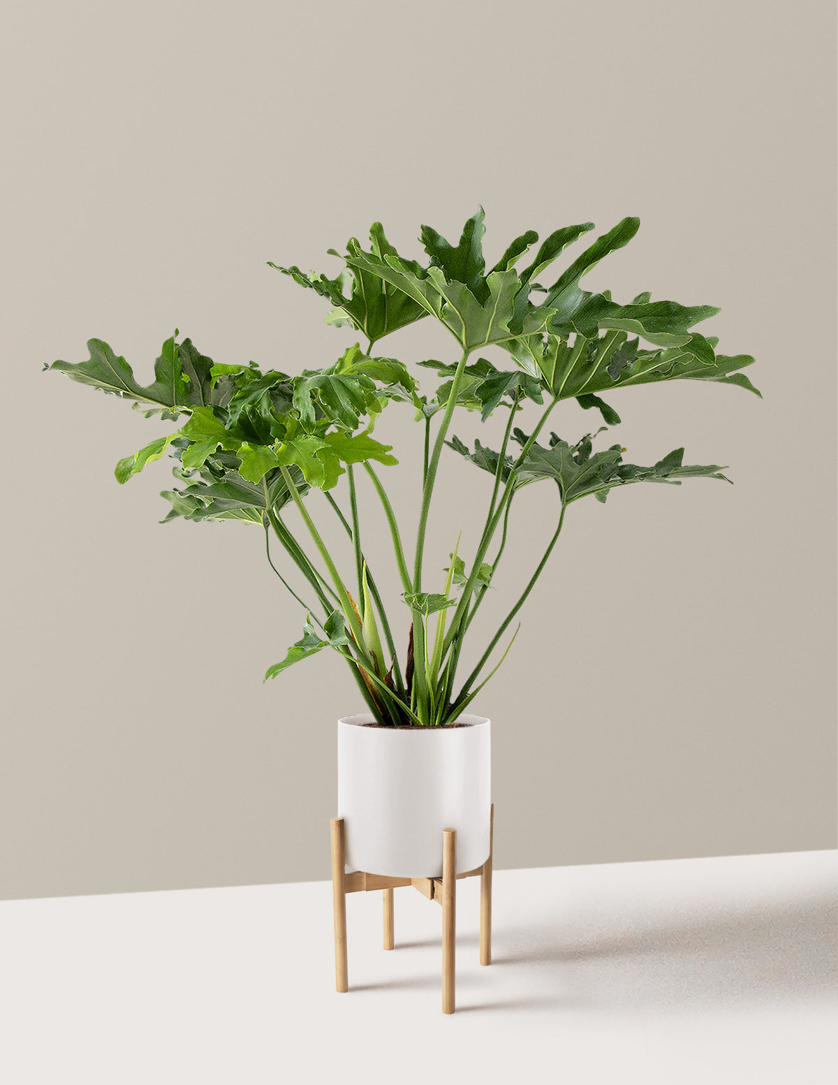 Büyük Philodendron Selloum Hope